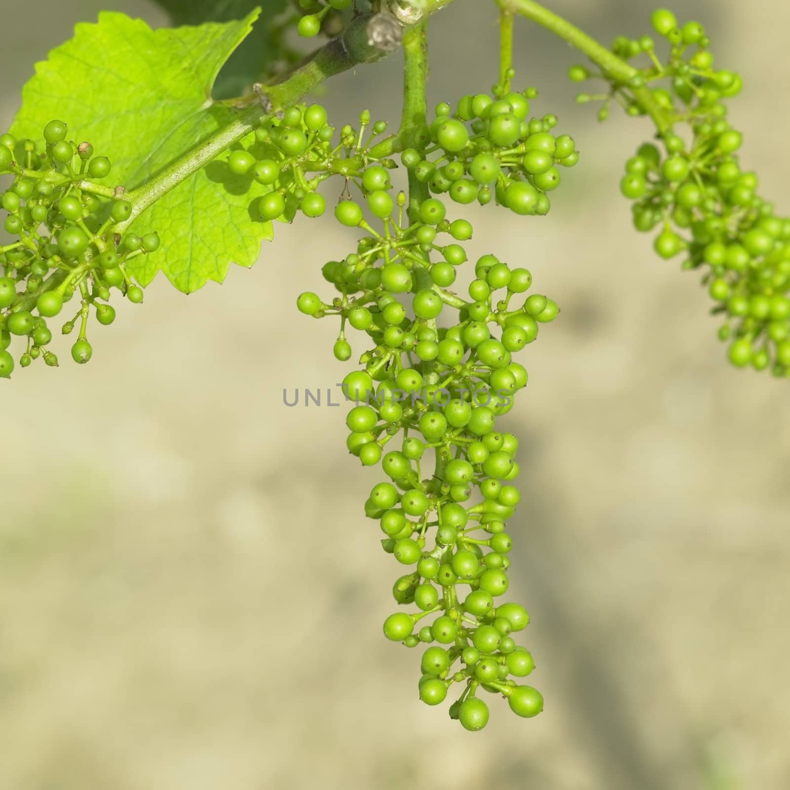 unripe grapevine, Czech Republic
