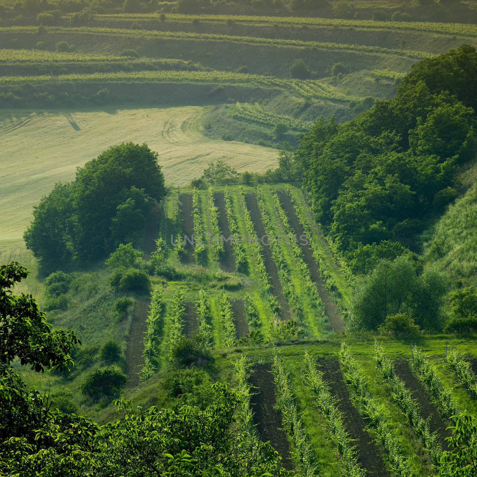 vineyard Jecmeniste, Eko Hnizdo, Czech Republic
