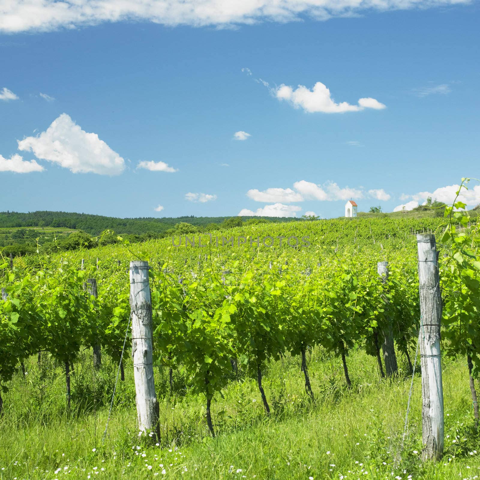 vineyard near Hnanice, Znojmo Region, Czech Republic