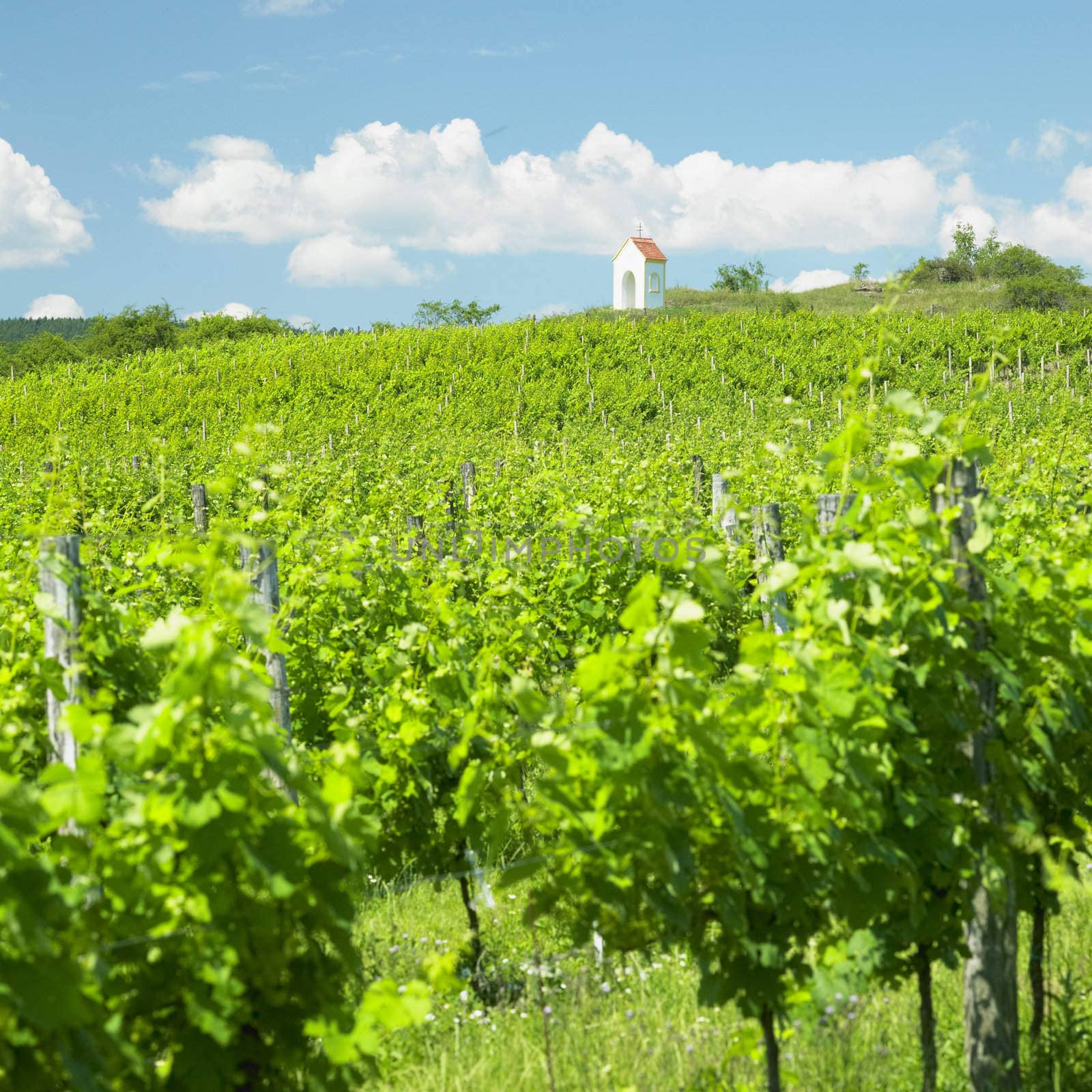 vineyard near Hnanice, Znojmo Region, Czech Republic by phbcz