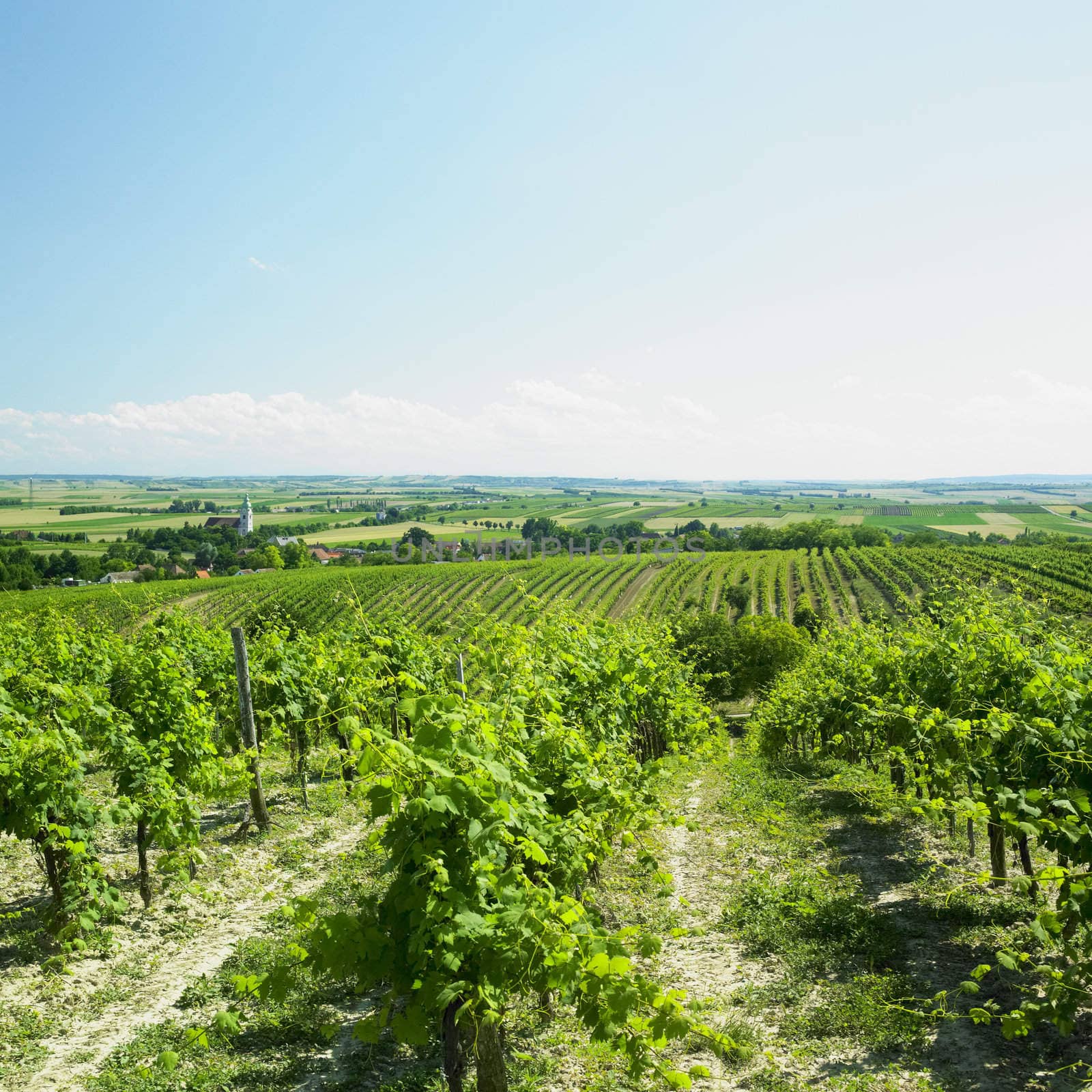 vineyard, Unterretzbach, Austria by phbcz