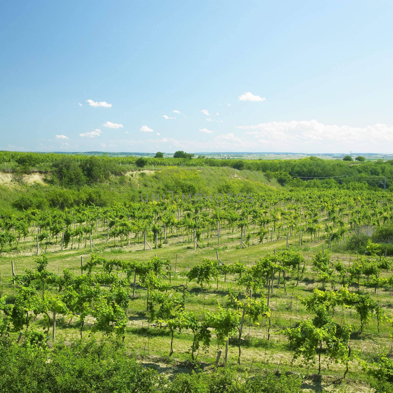 vineyard called Peklo, Znojmo Region, Czech Republic