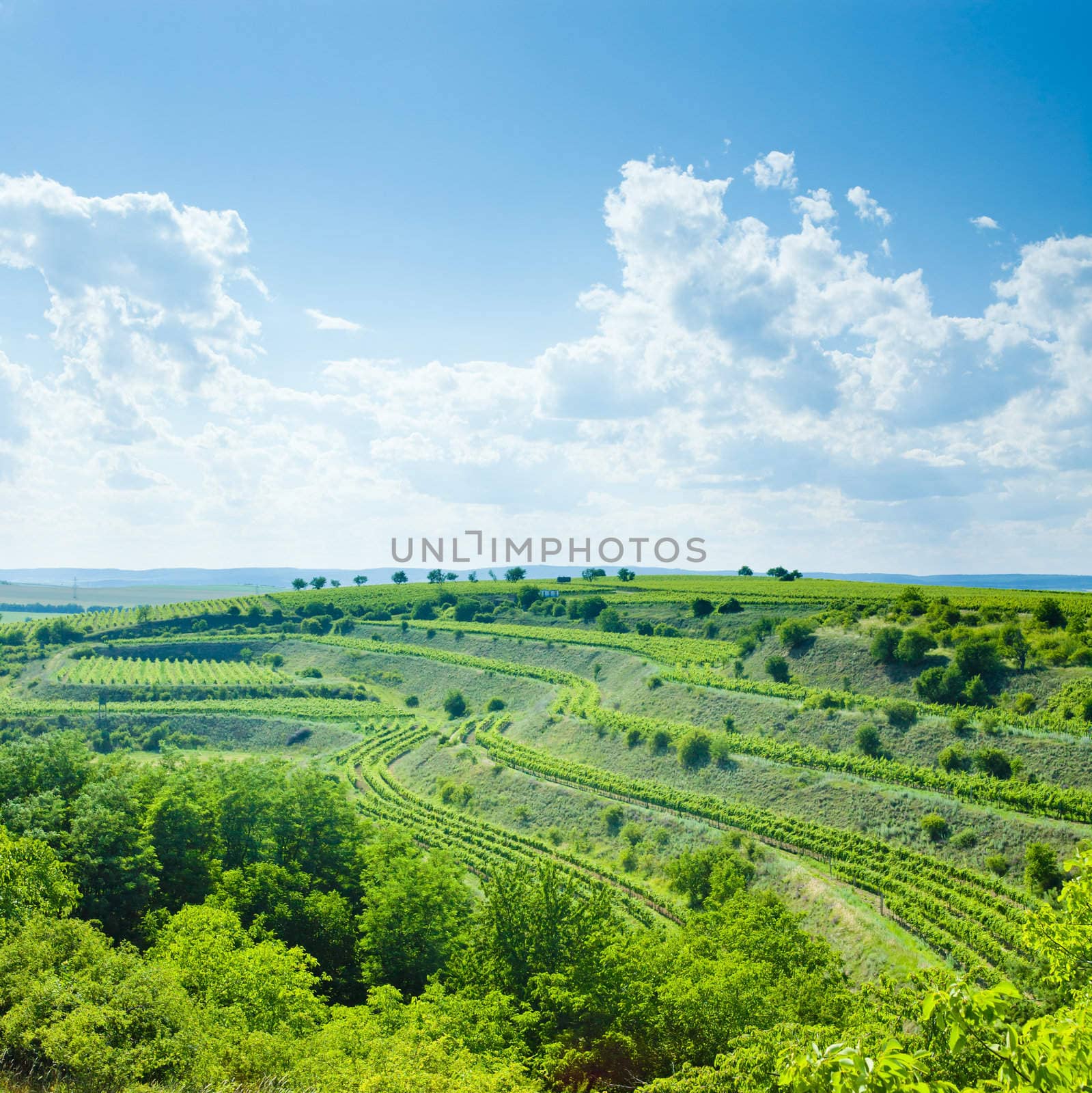 vineyard, Eko Hnizdo, Czech Republic