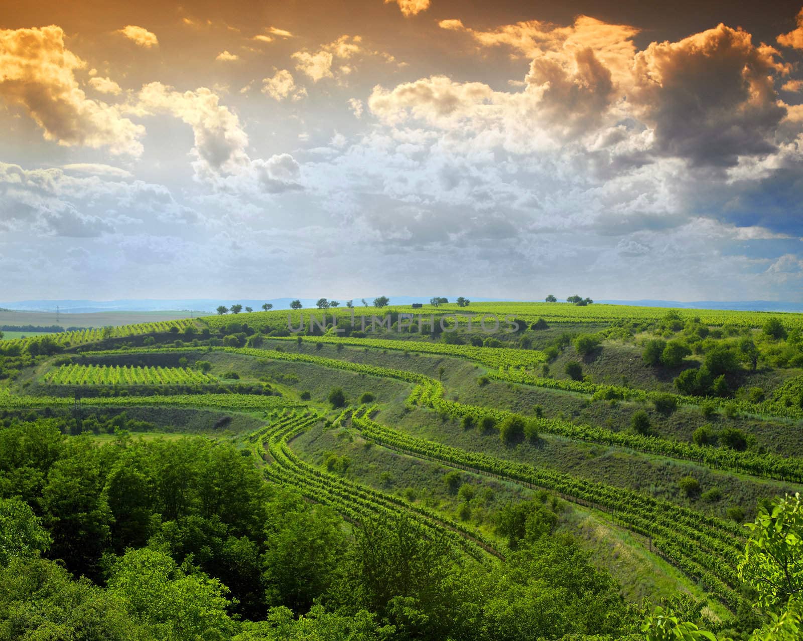 vineyard, Eko Hnizdo, Czech Republic