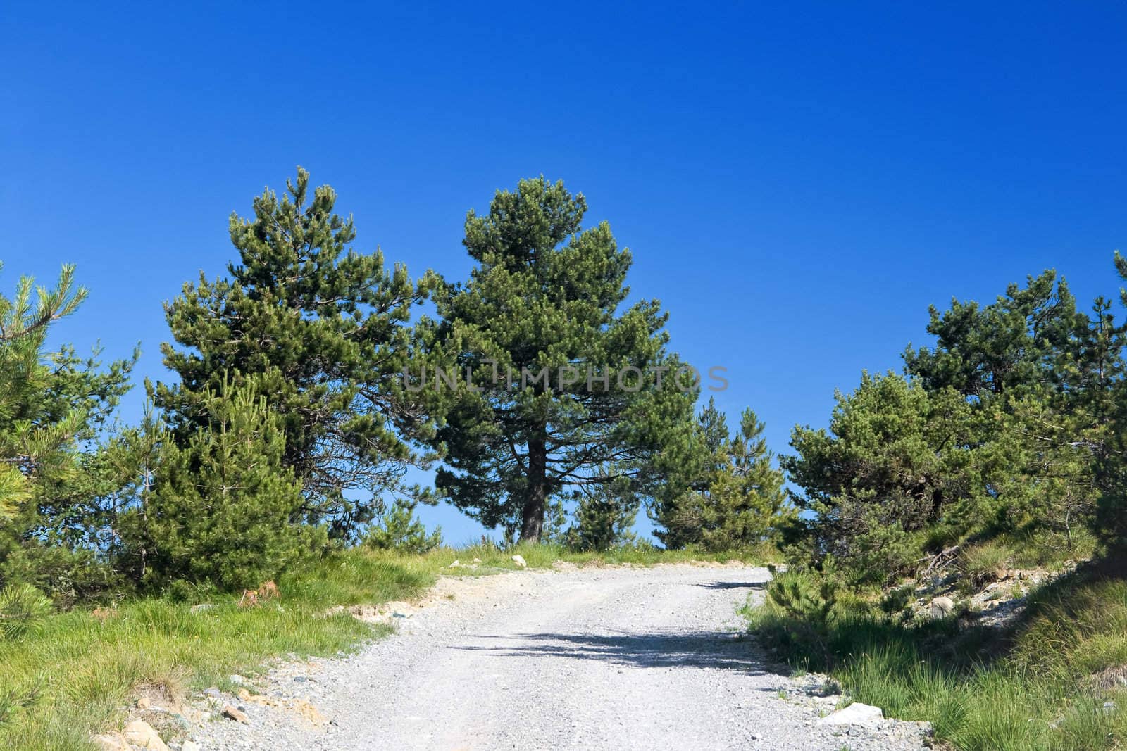 Dirty mountain road under bright blue sky with plants and trees