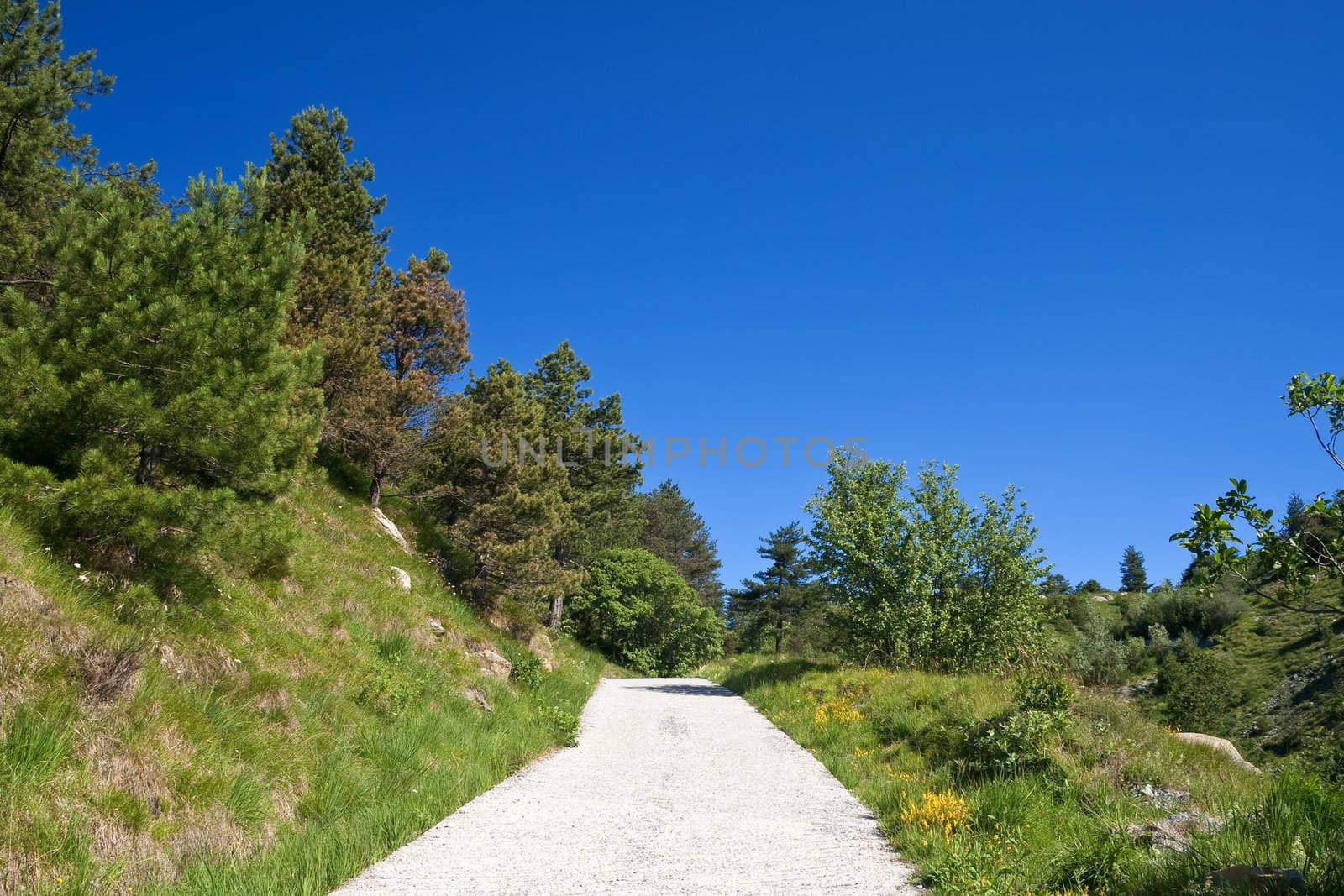 Dirty mountain road under bright blue sky with plants and trees