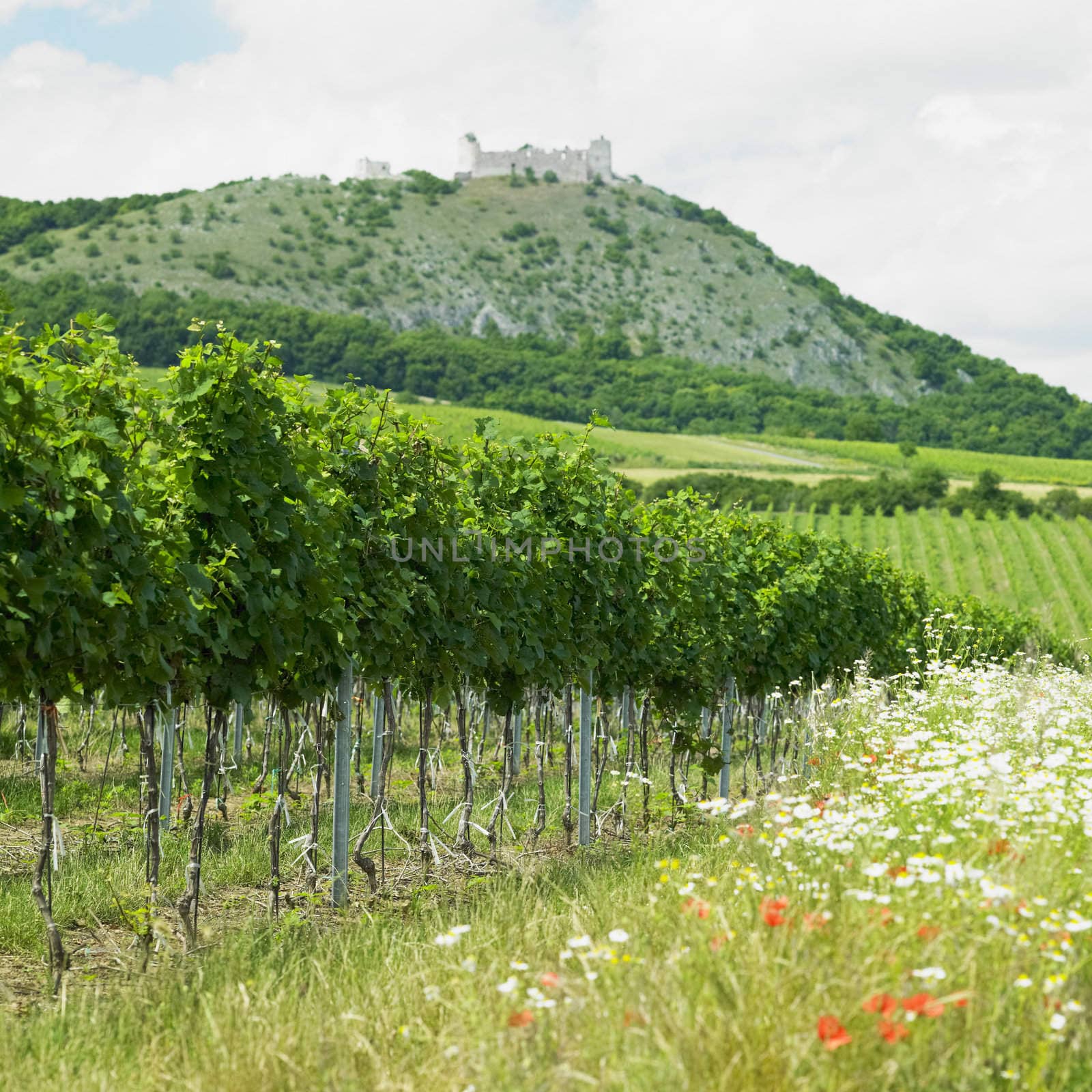 ruins of Devicky castle with vineyard, Czech Republic