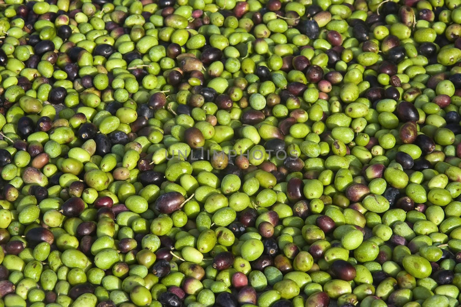 a group of ripe olives ready to be processed into oil