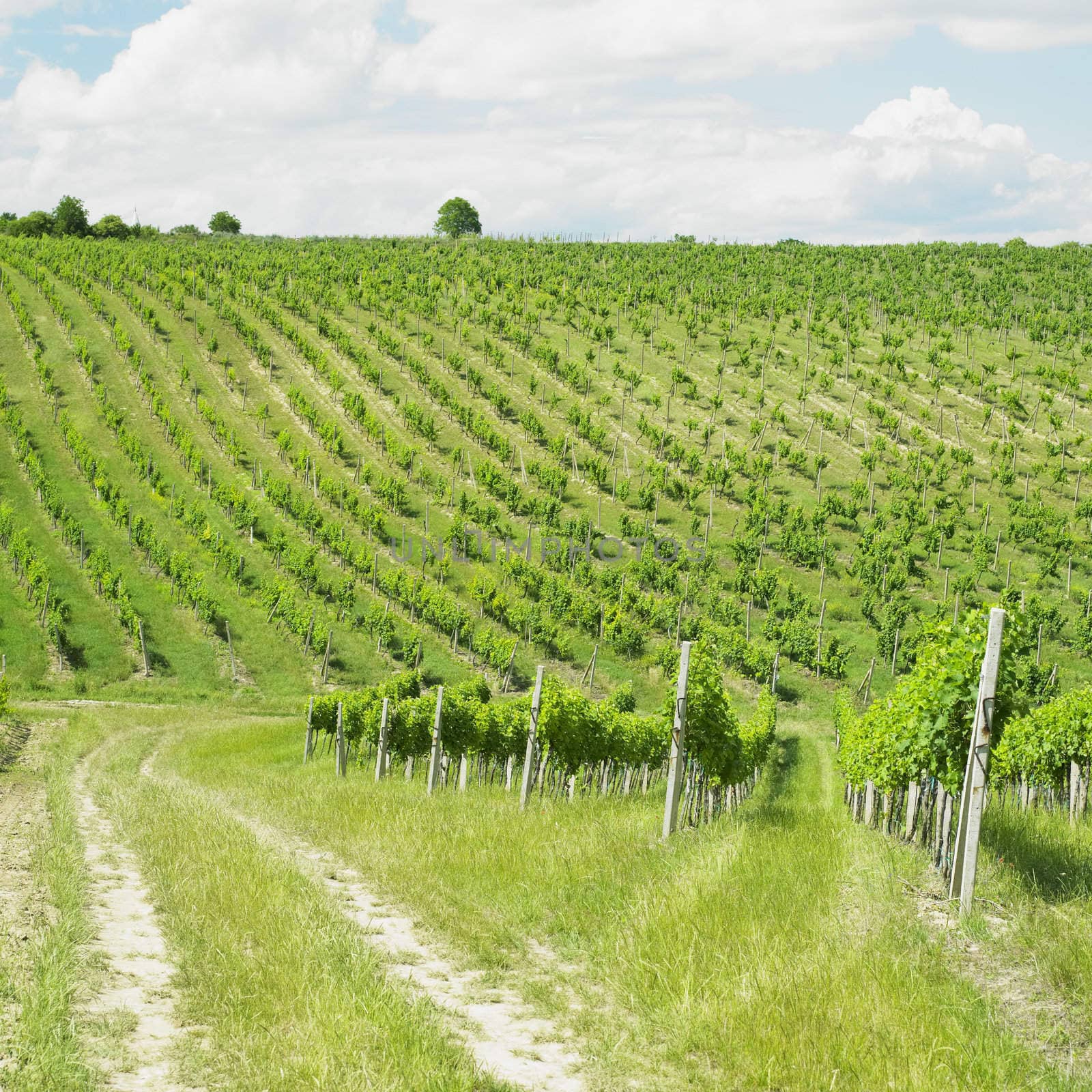 vineyard, Palava, Czech Republic by phbcz