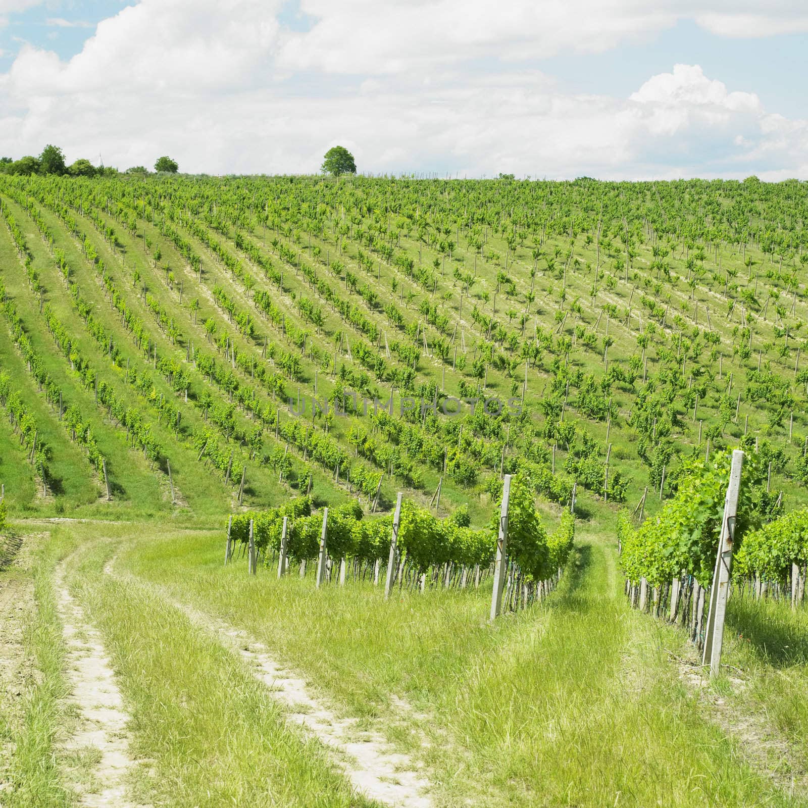 vineyard, Palava, Czech Republic