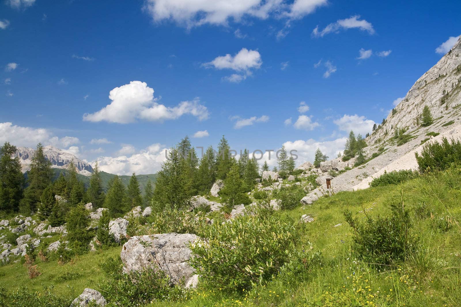 summer beautiful panorama in italian Dolomites with green meadow pine trees 
