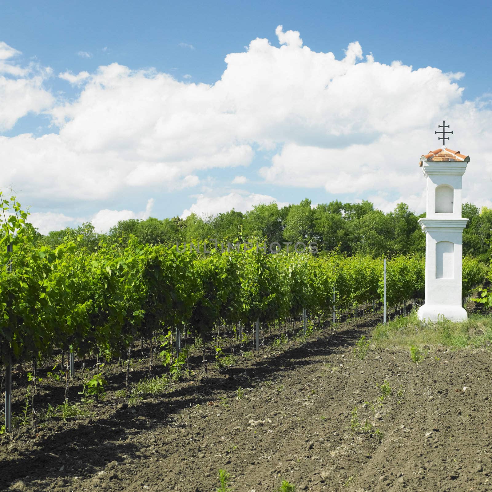 village chapel with wineyard near Perna, Czech Republic by phbcz