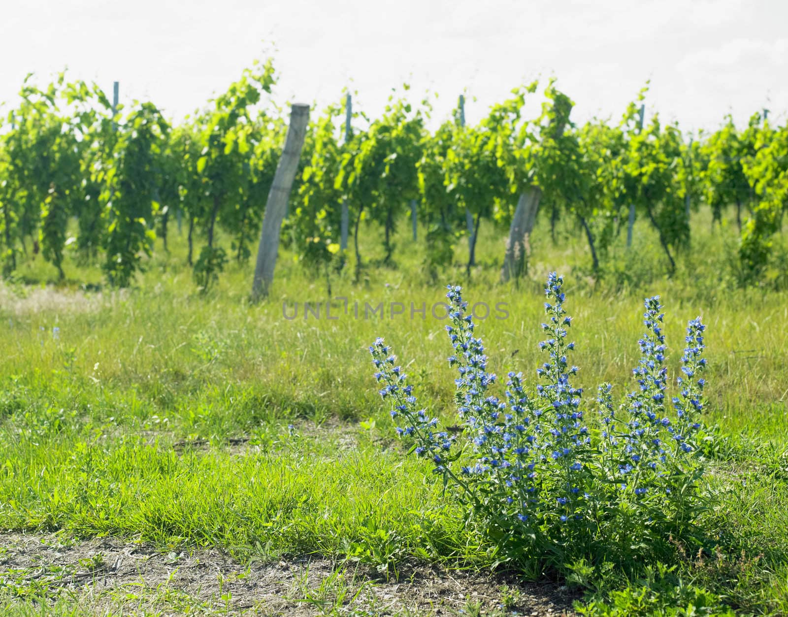 vineyards, Palava, Czech Republic