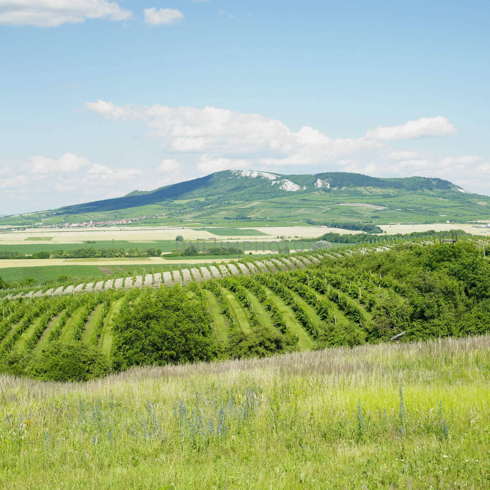 vineyards, Palava, Czech Republic