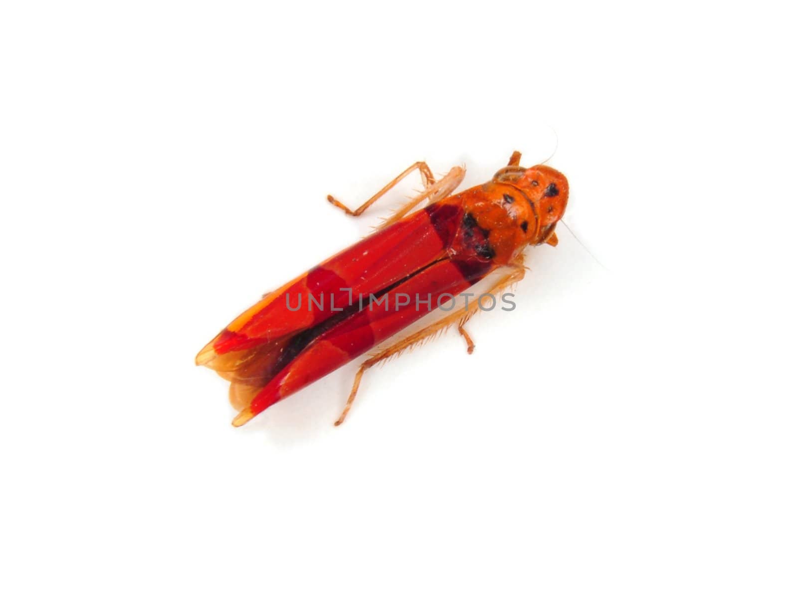 Tropical leafhopper