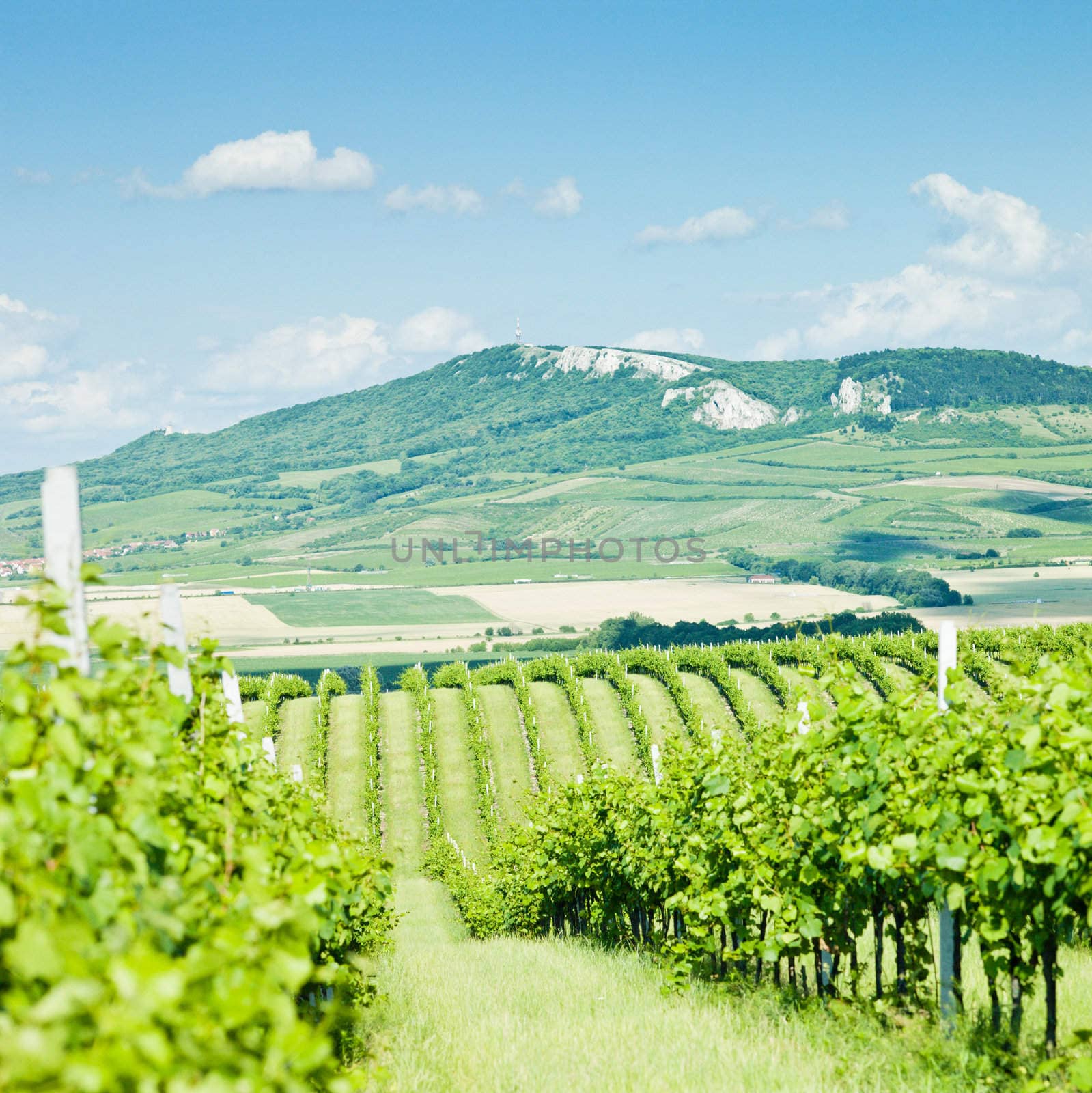 vineyards, Palava, Czech Republic