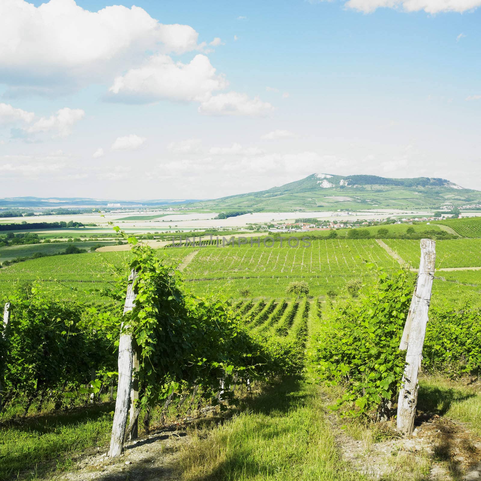 vineyards, Palava, Czech Republic by phbcz