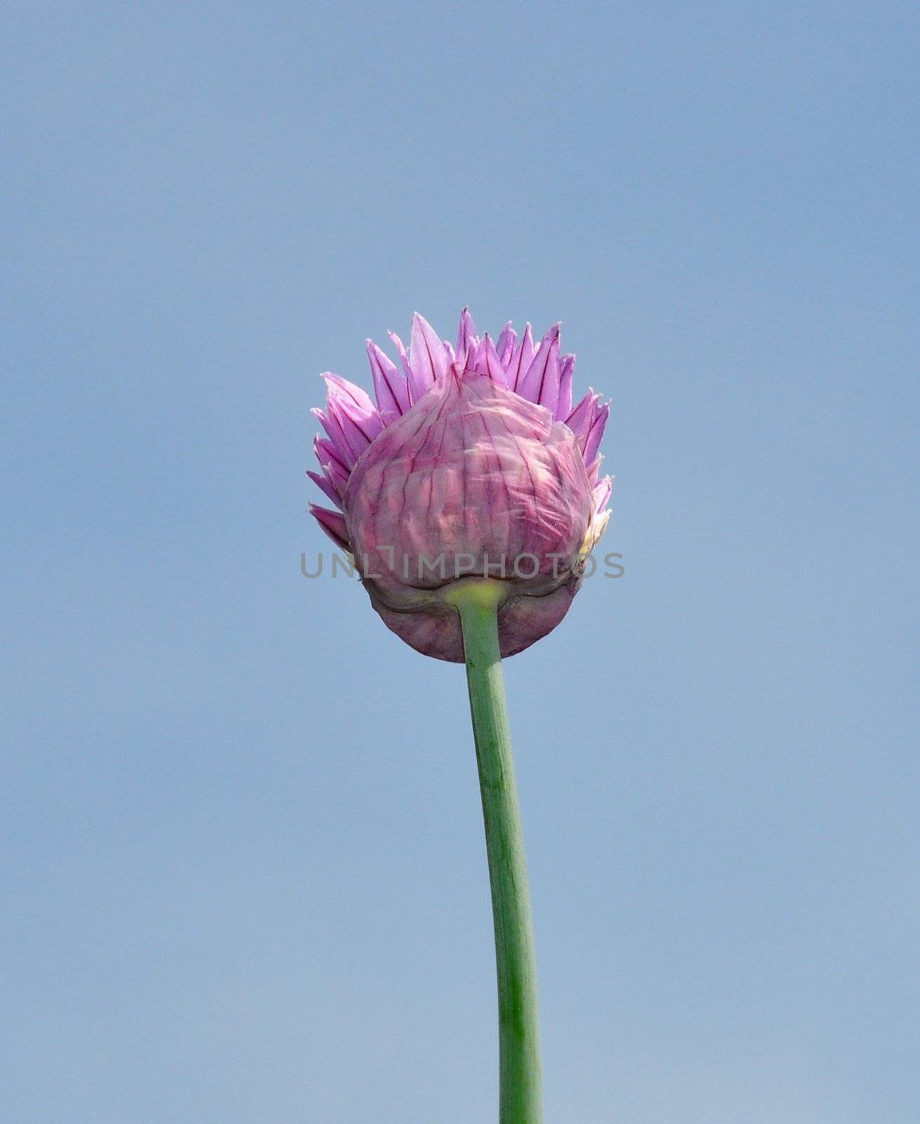 Onion flower