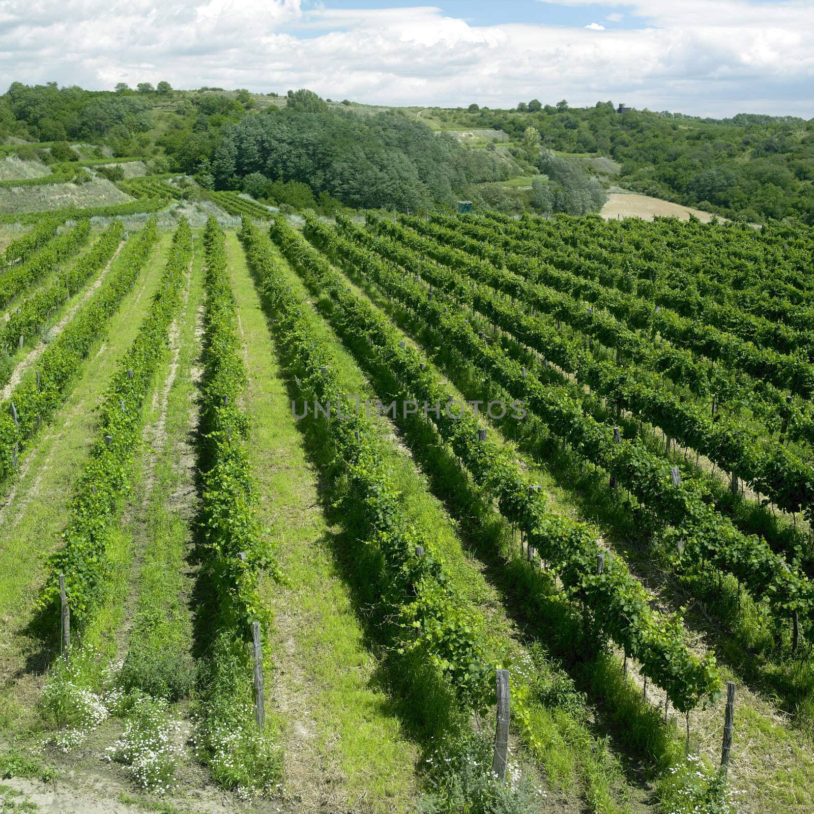 vineyard, Eko Hnizdo, Czech Republic by phbcz