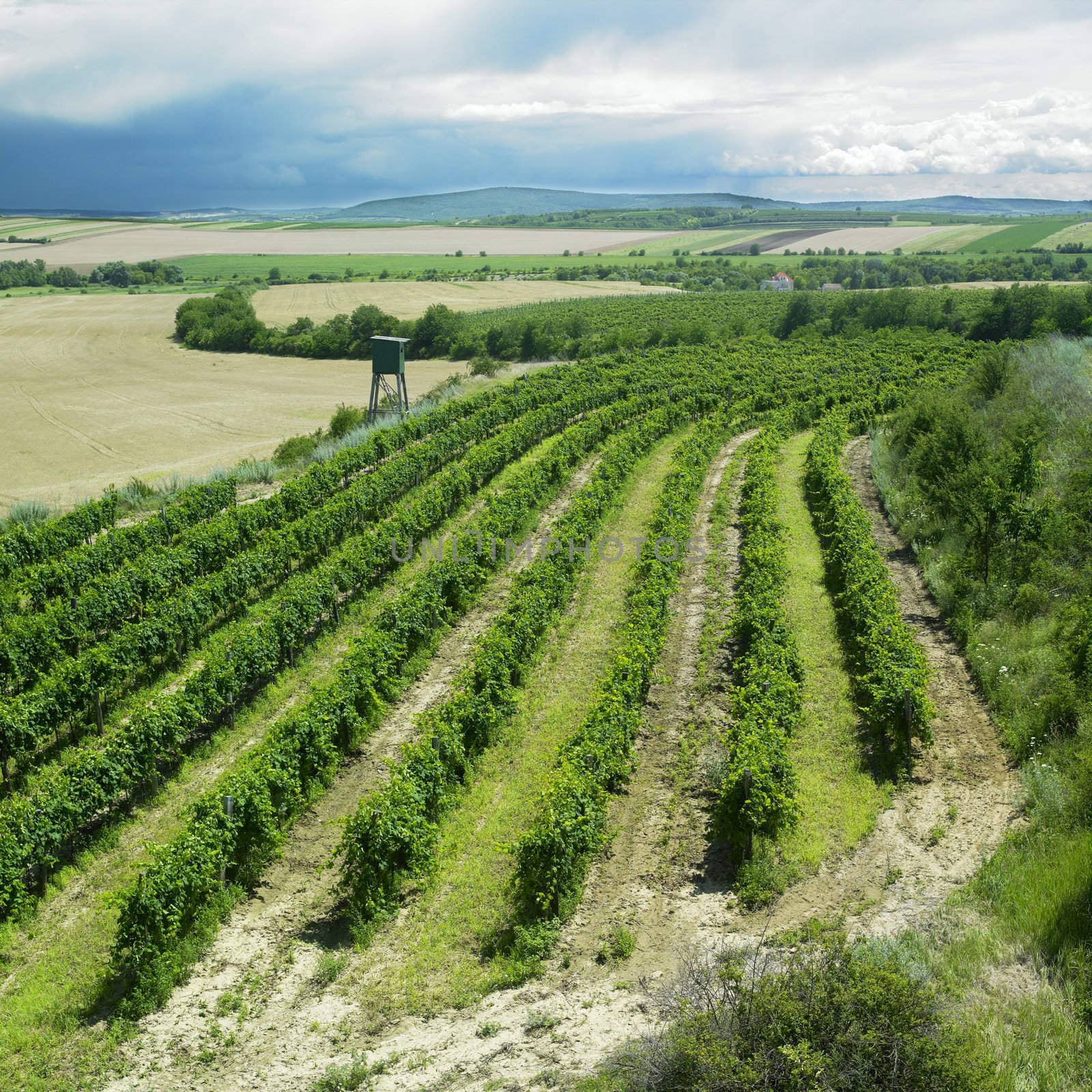 vineyard, Eko Hnizdo, Czech Republic