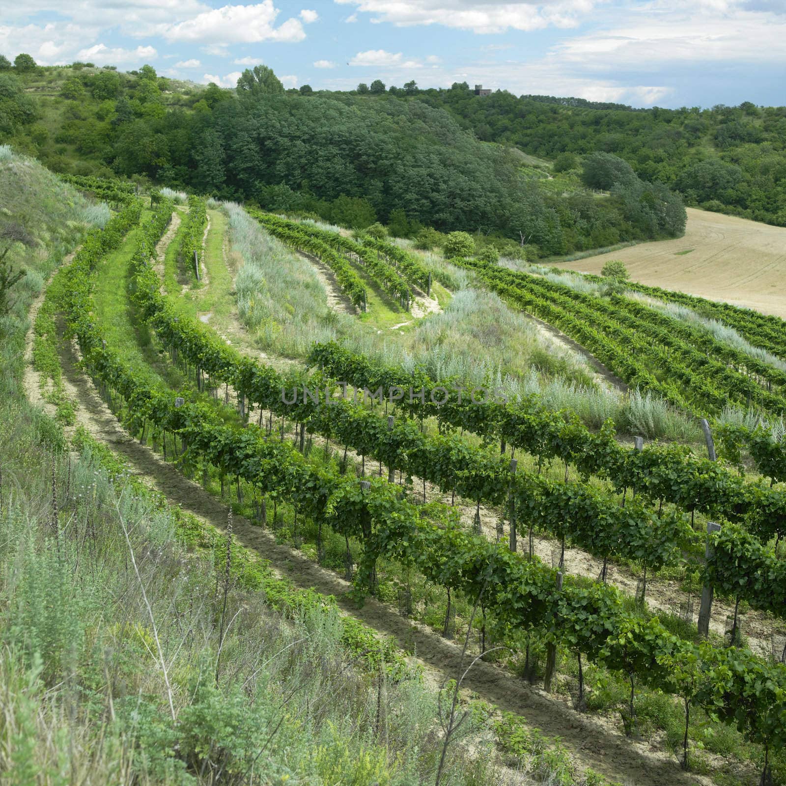 vineyards, Eko Hnizdo, Czech Republic