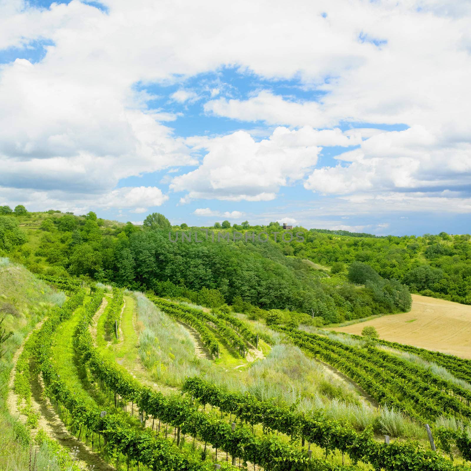 vineyards, Eko Hnizdo, Czech Republic by phbcz