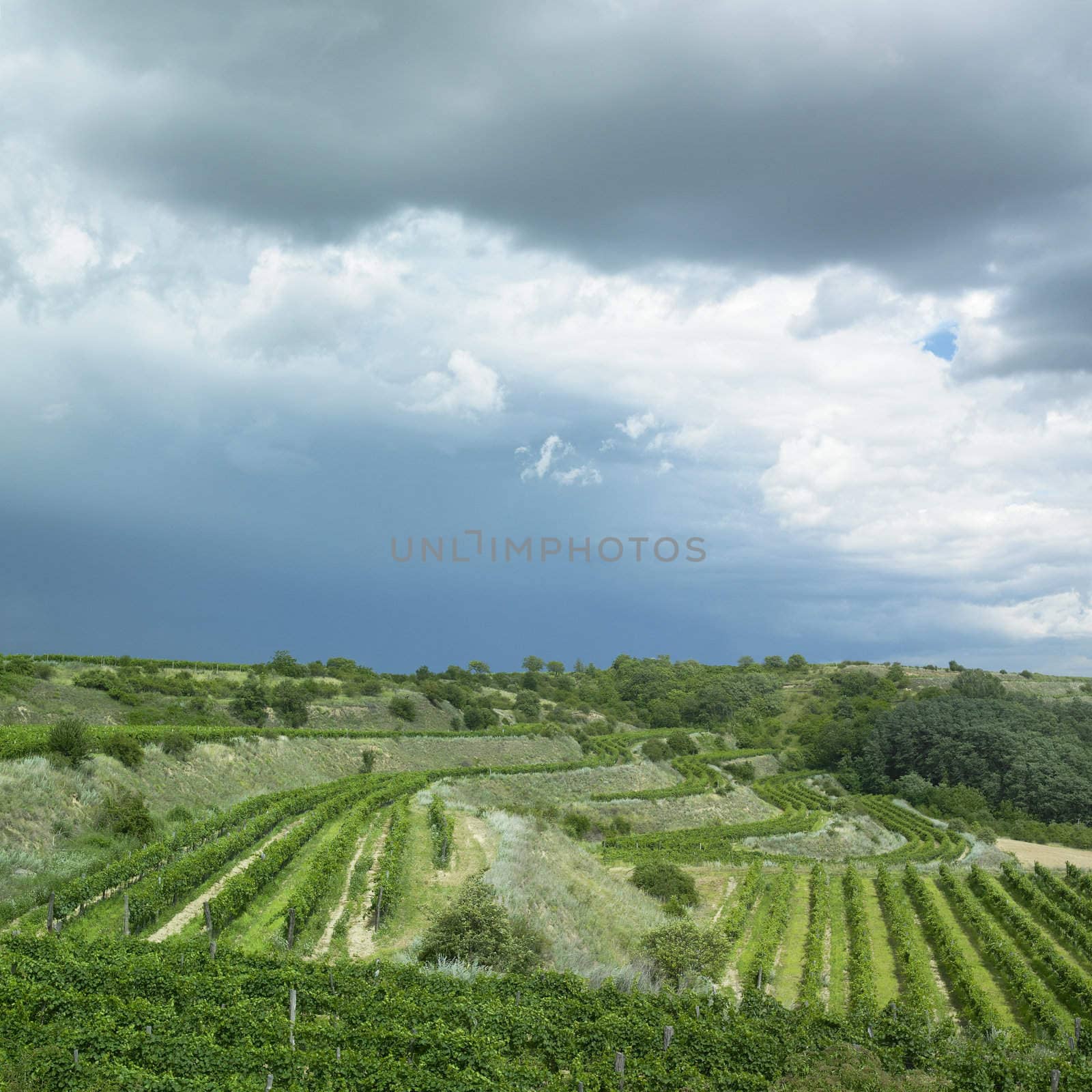 vineyards, Eko Hnizdo, Czech Republic