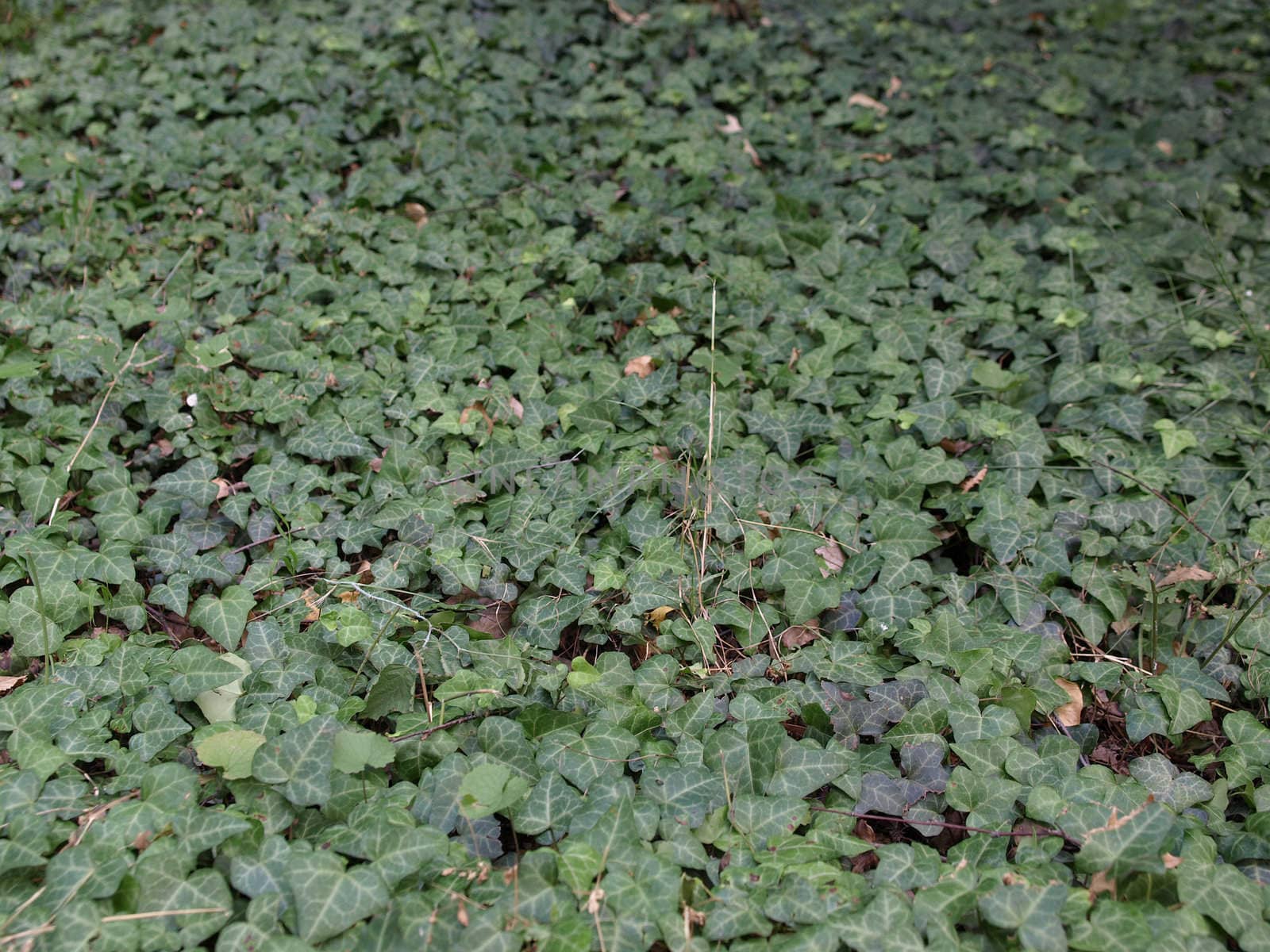 Green ivy plants useful as a background