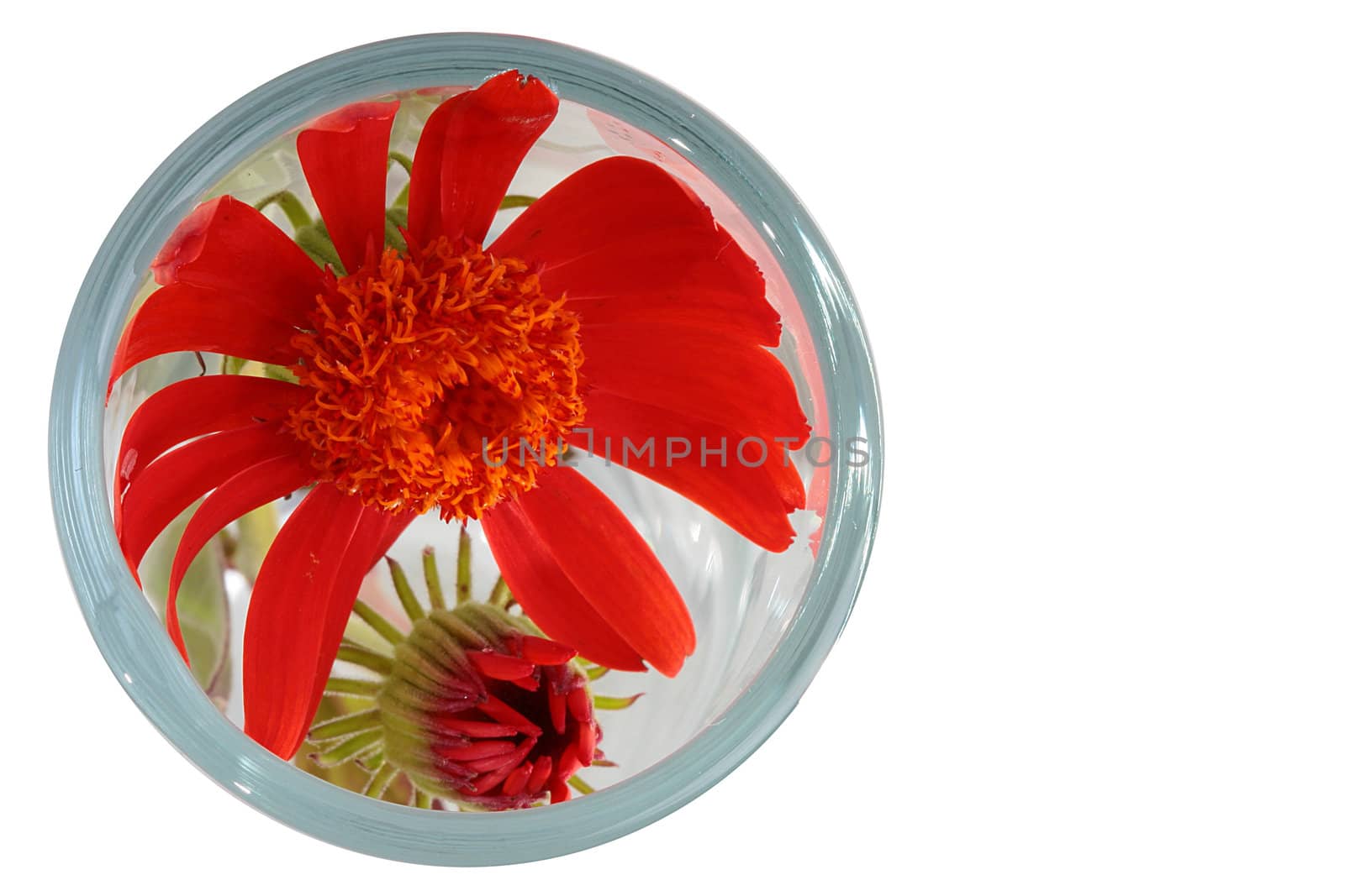 Brightly red flower by VIPDesignUSA