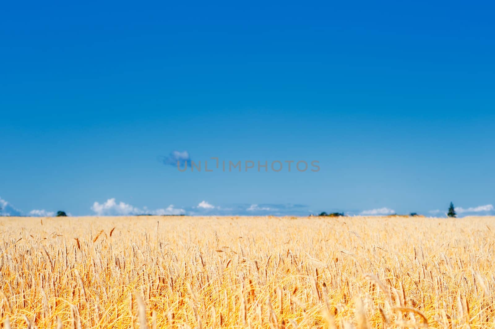 Yellow meadow of the wheat on the farmland