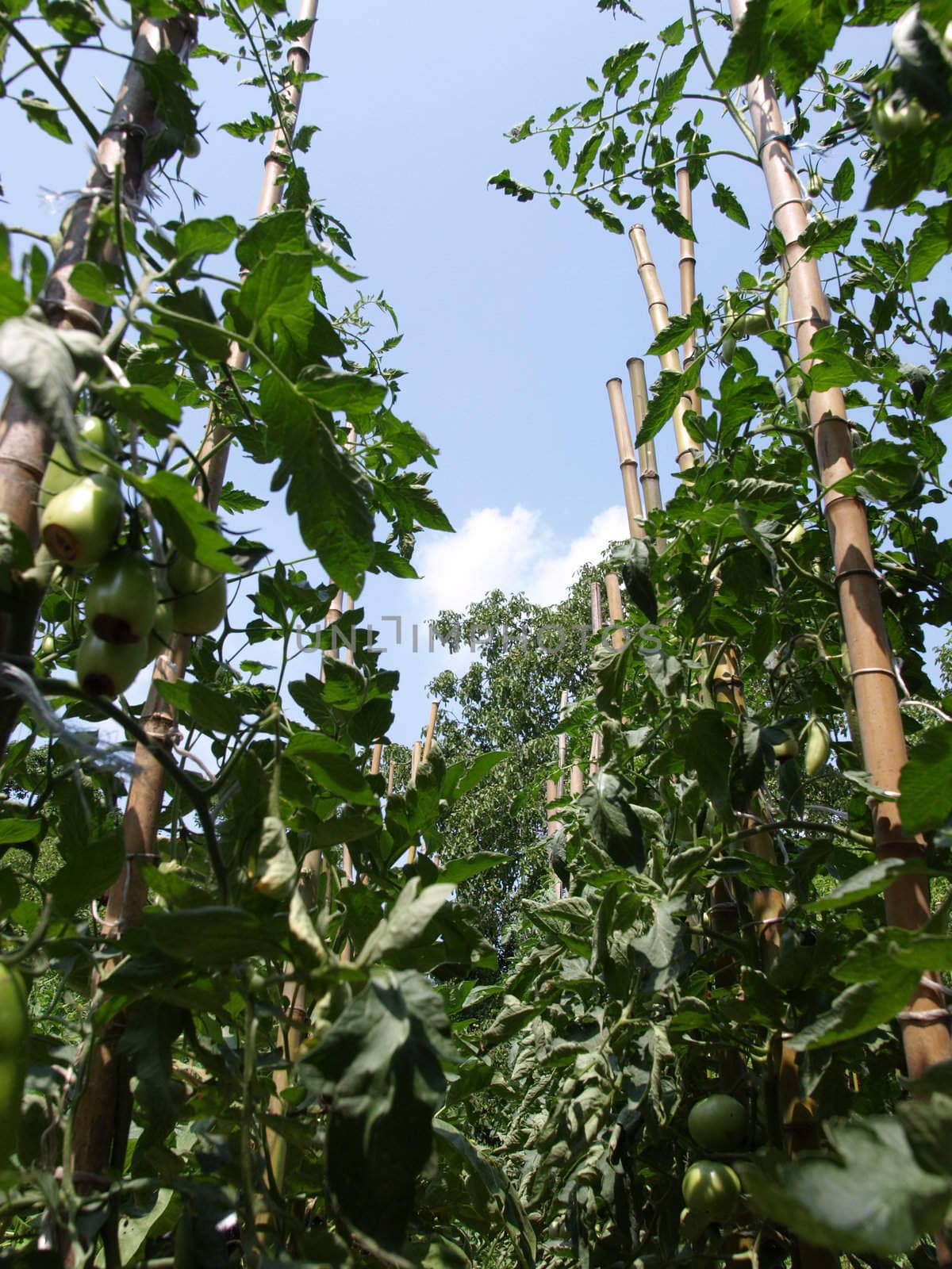 Tomato plants over a blue sky background