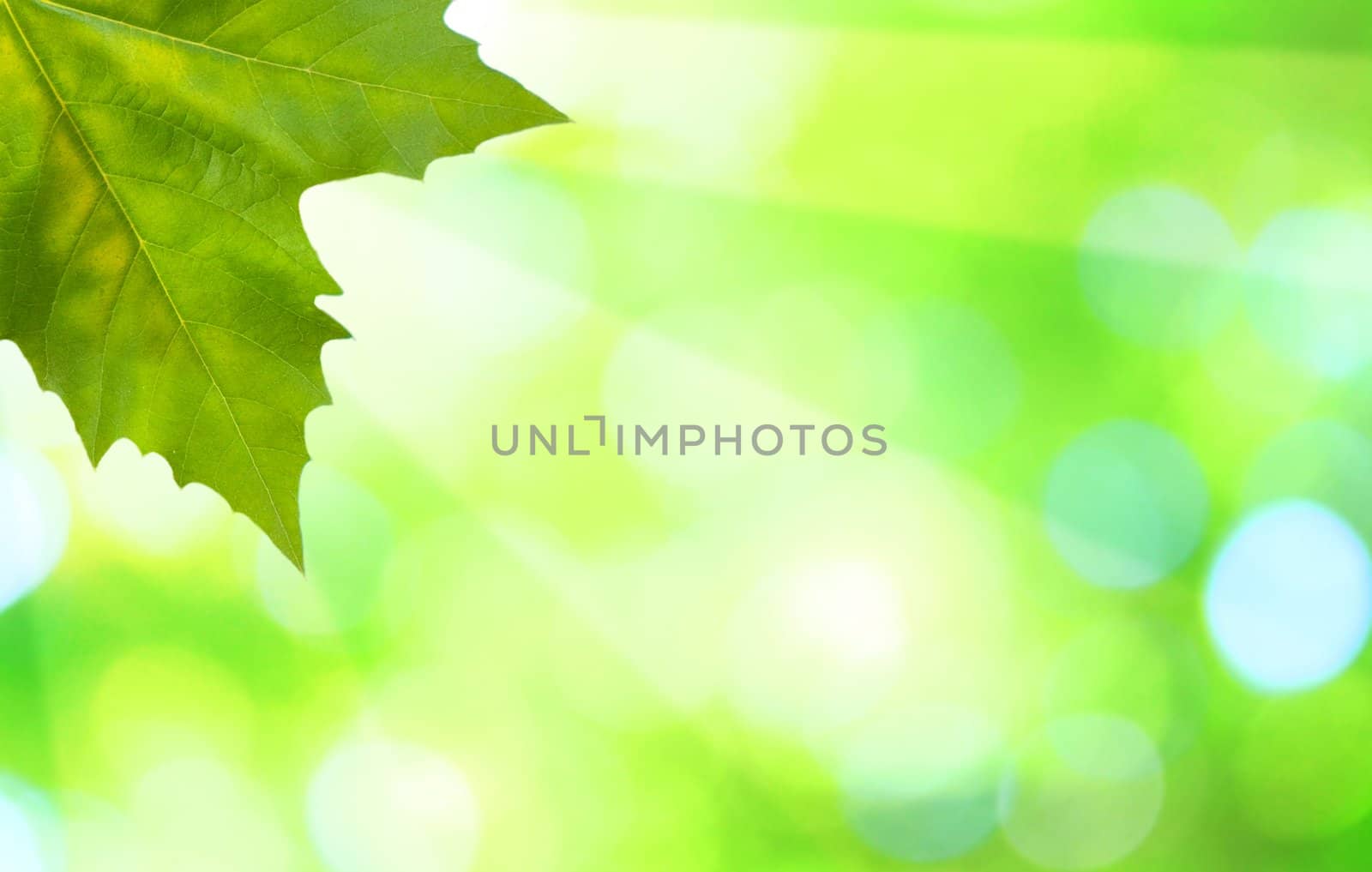 Beautiful green leaves with green background in spring by juweber