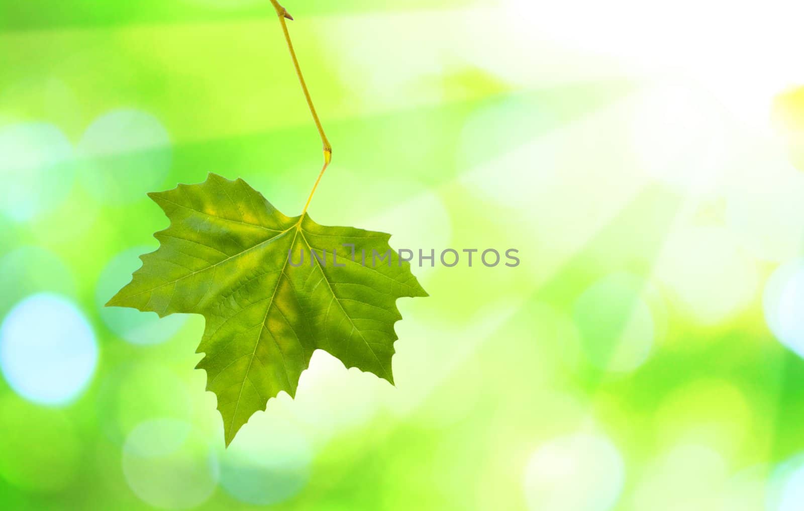 Beautiful green leaves with green background in spring by juweber