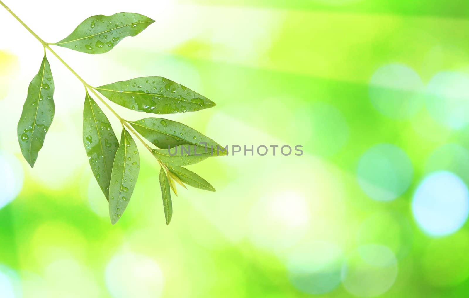 Beautiful green leaves with green background in spring by juweber