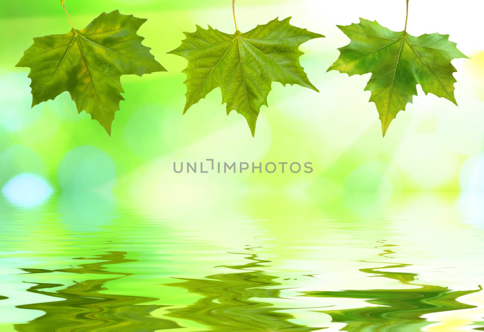 Beautiful green leaves with green background and reflection in spring