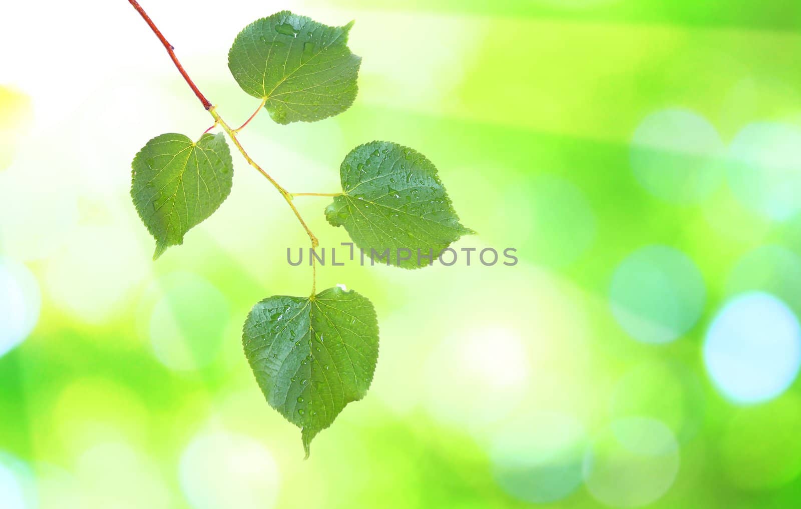 Beautiful green leaves with green background in spring by juweber