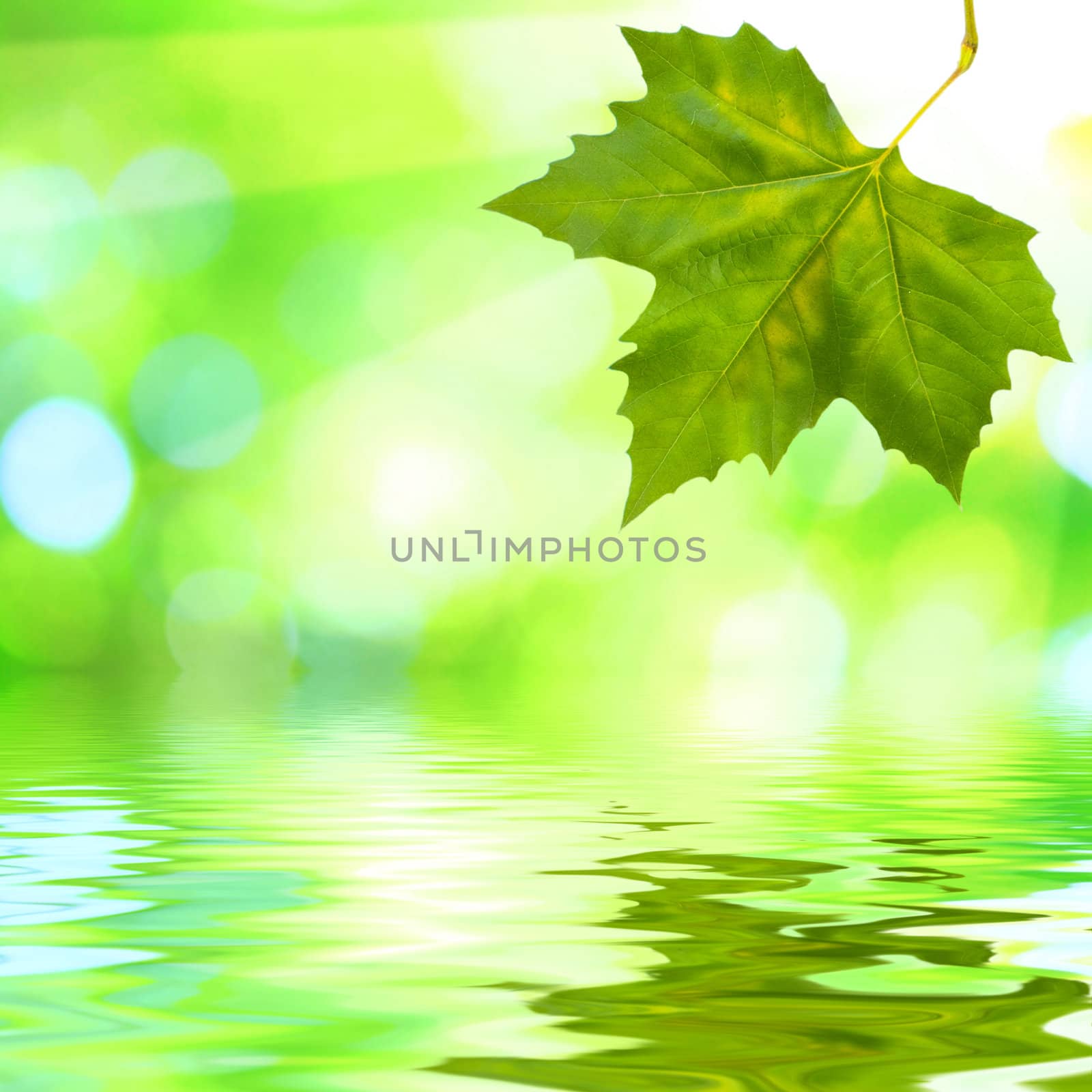 Beautiful green leaves with green background and reflection in spring