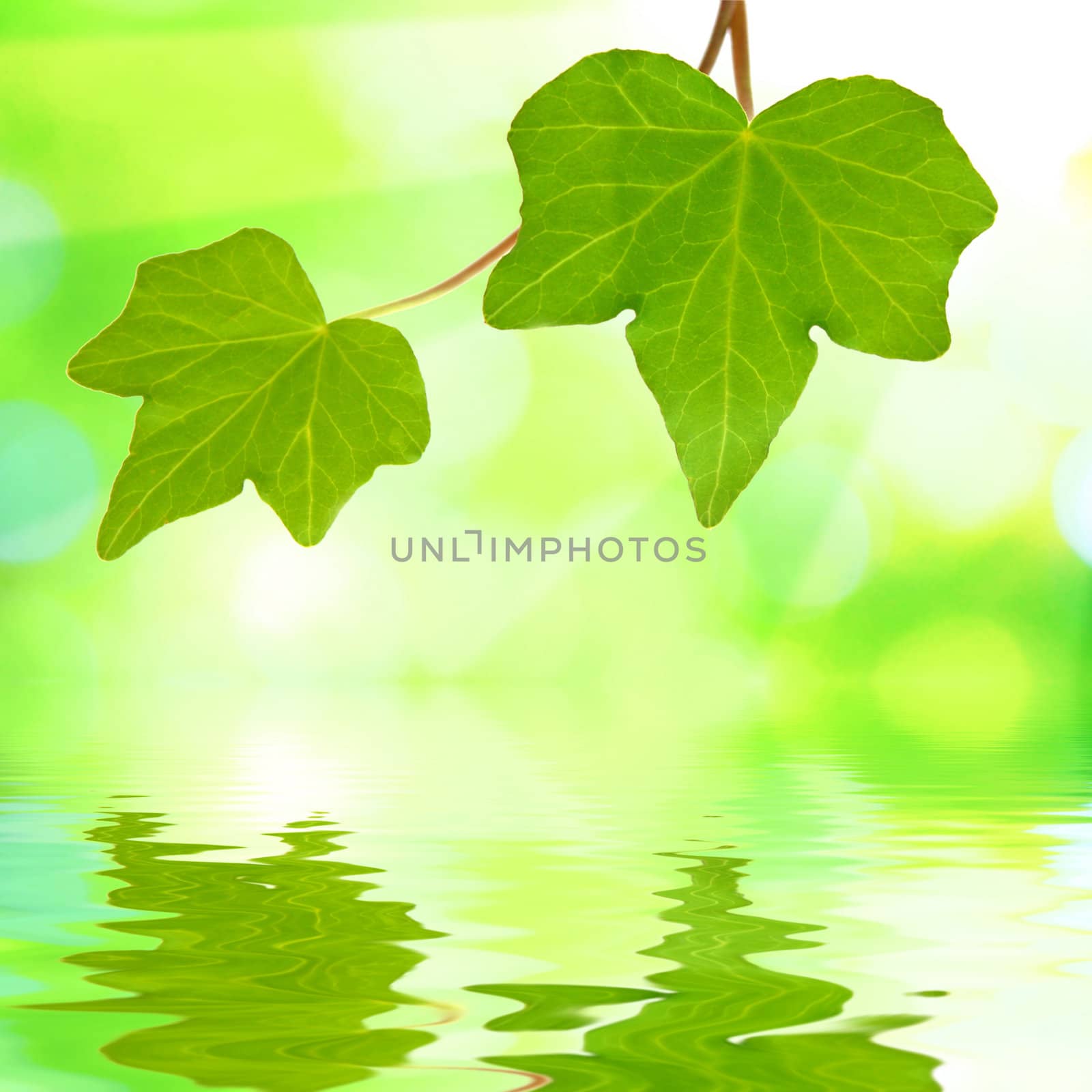 Beautiful green leaves with green background and reflection in spring