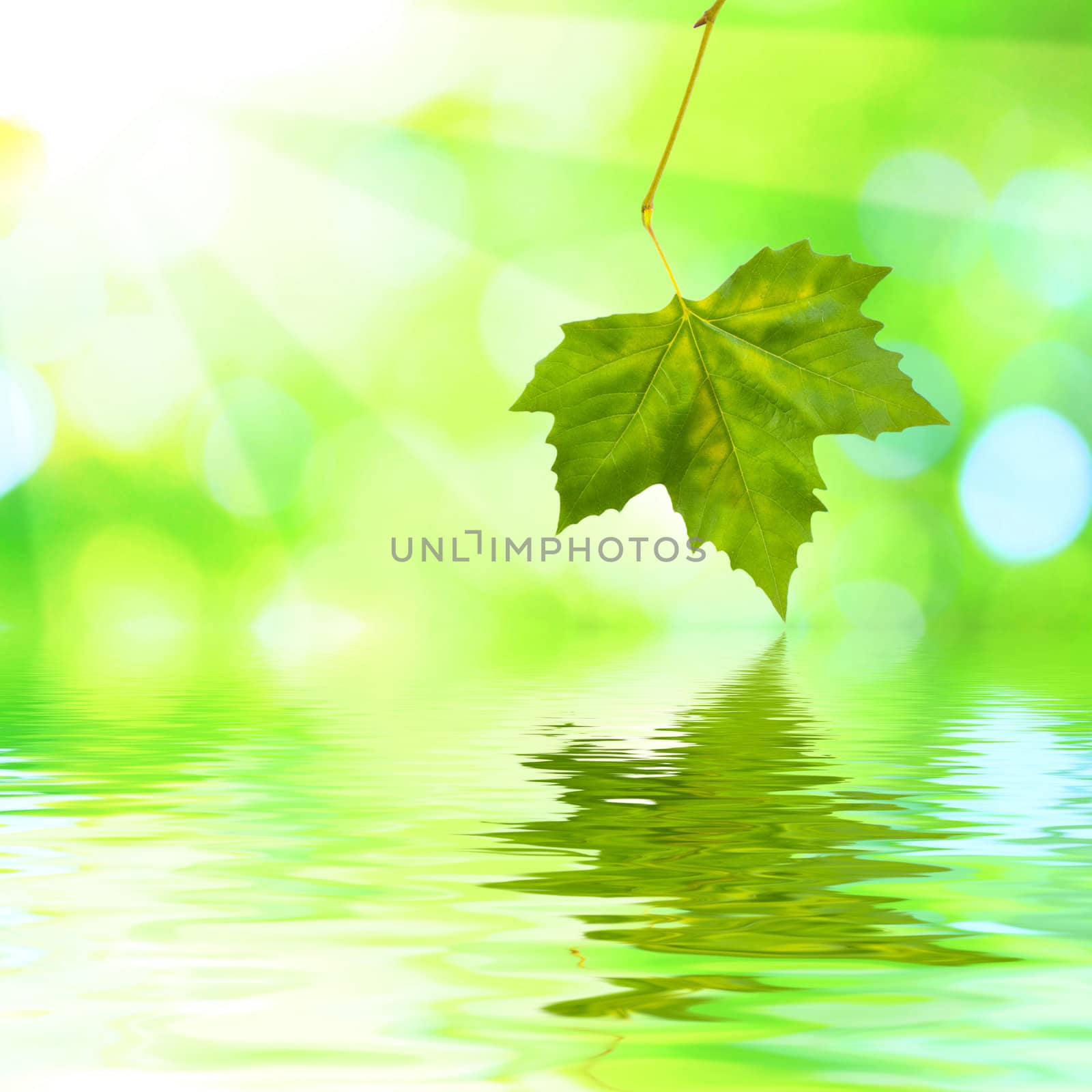 Beautiful green leaves with green background and reflection in spring