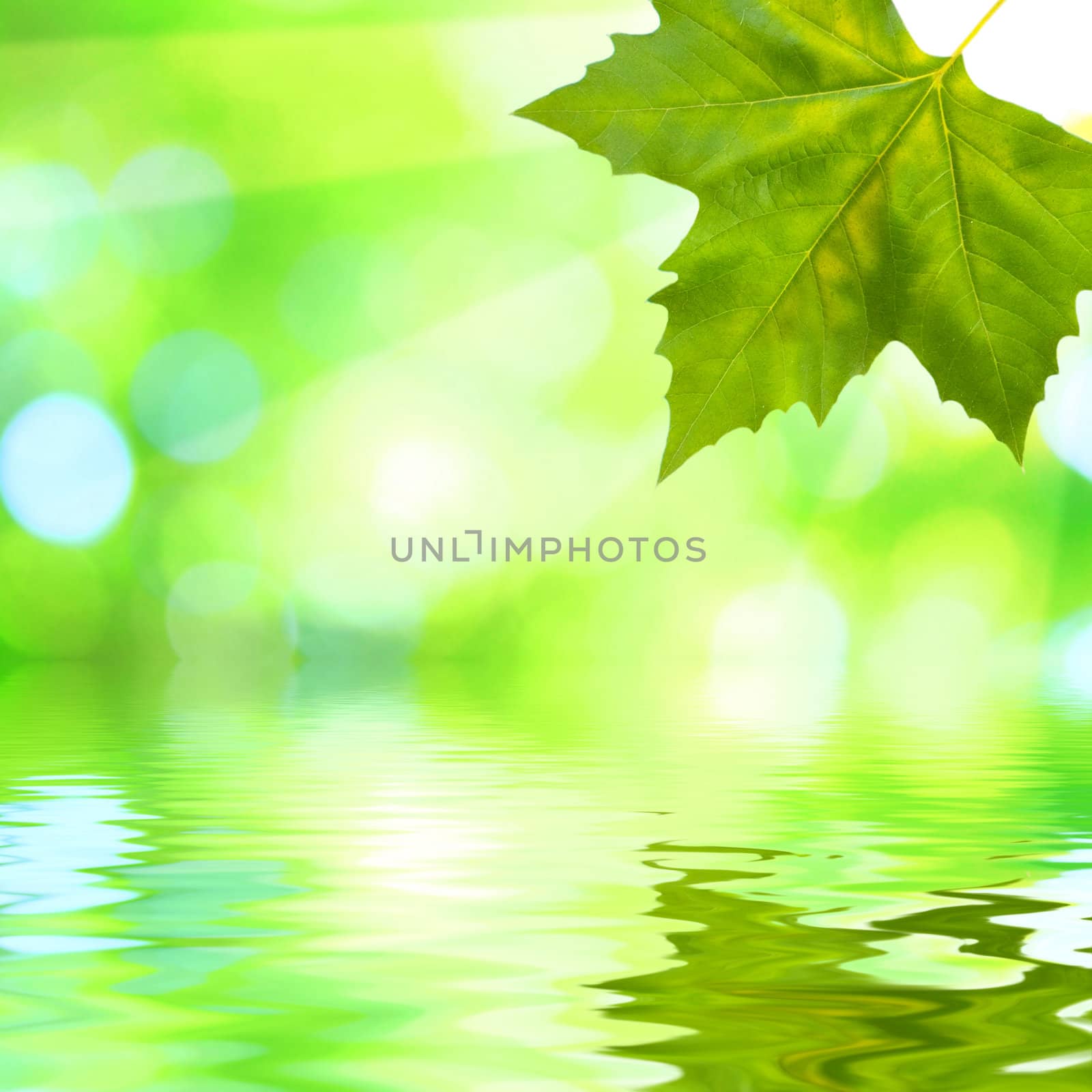 Beautiful green leaves with green background in spring by juweber