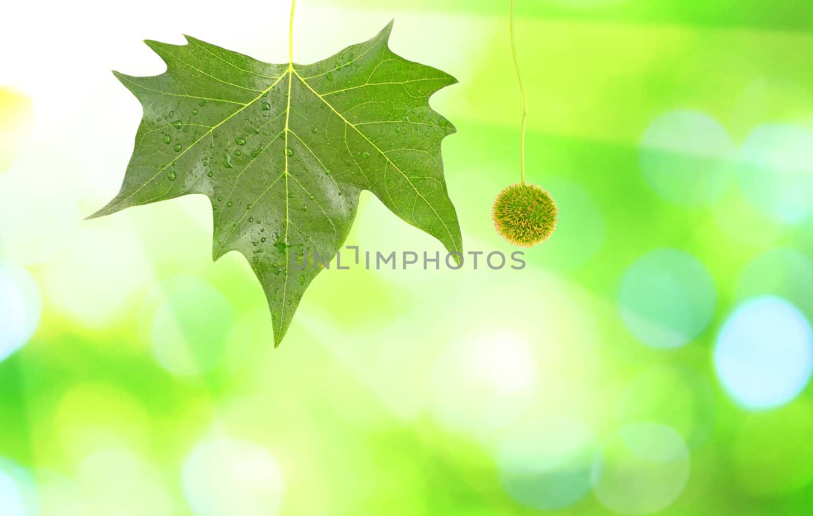 Beautiful green leaves with green background in spring