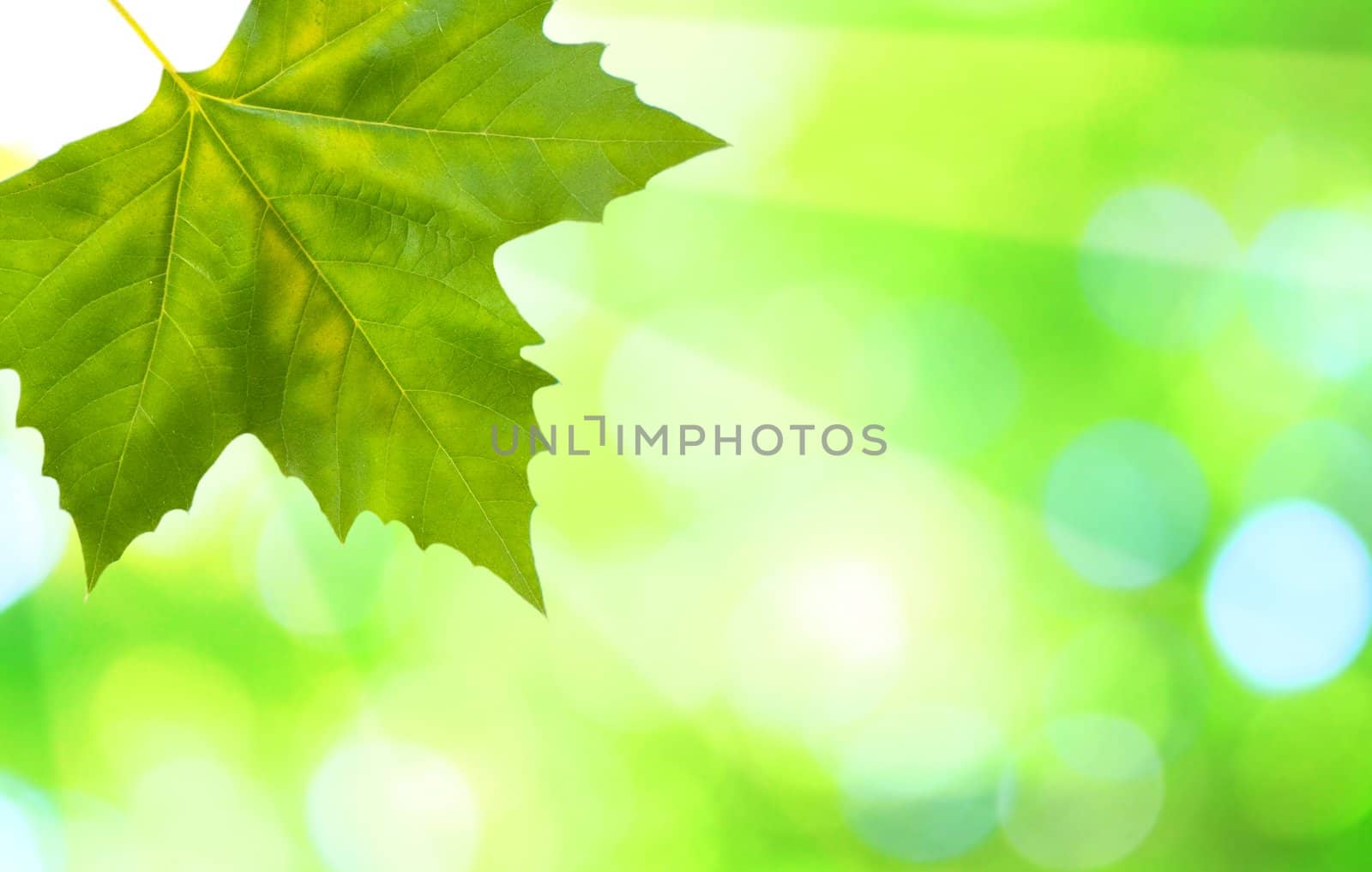 Beautiful green leaves with green background in spring by juweber