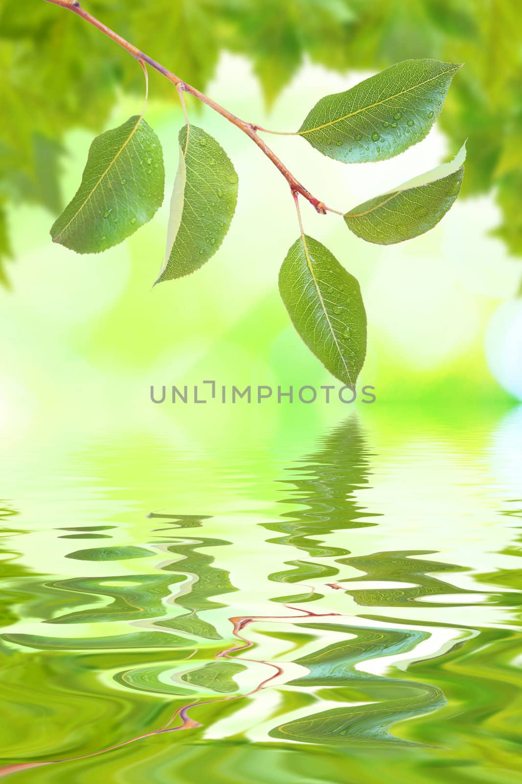 Beautiful green leaves with green background and reflection in spring