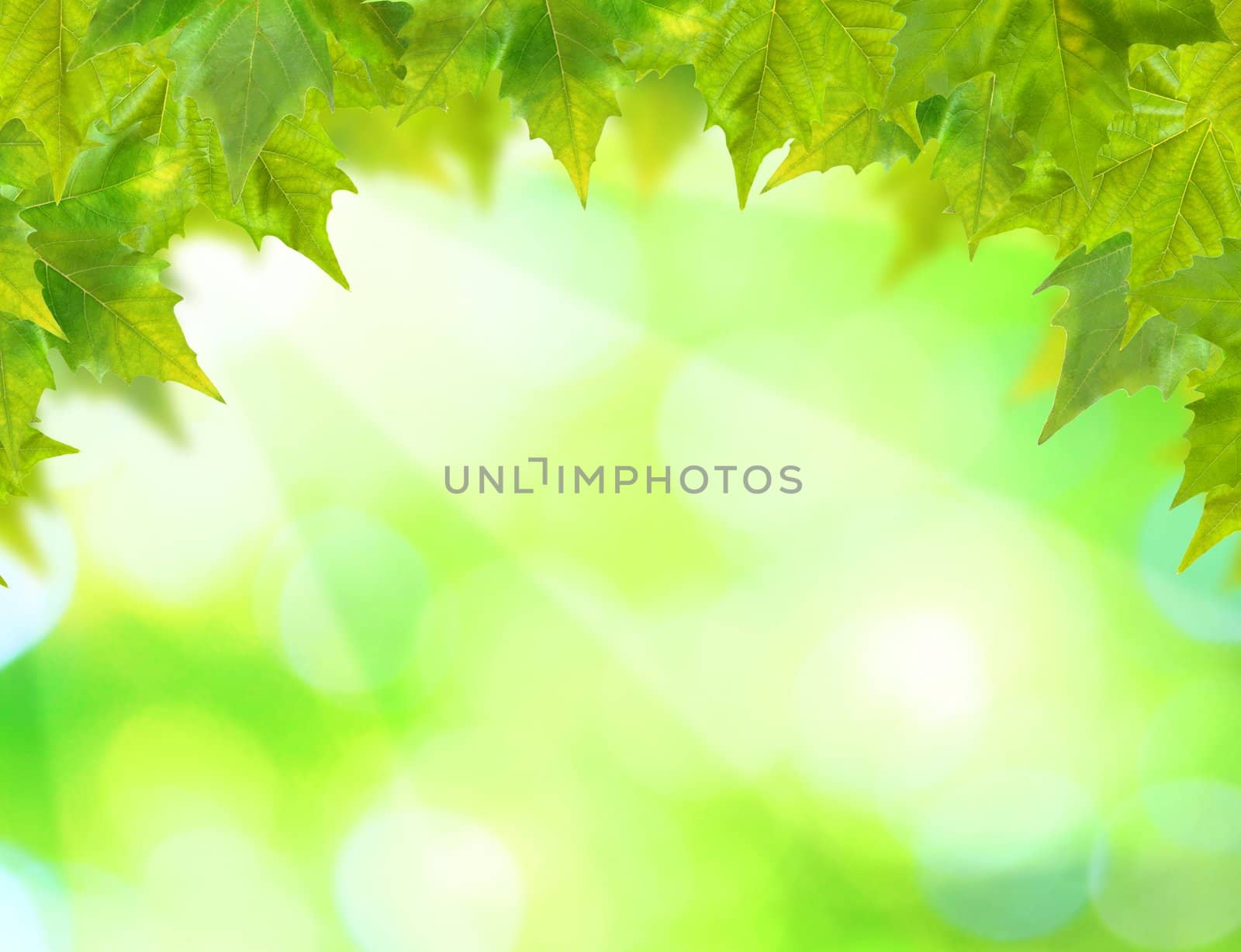 Beautiful green leaves with green background in spring by juweber