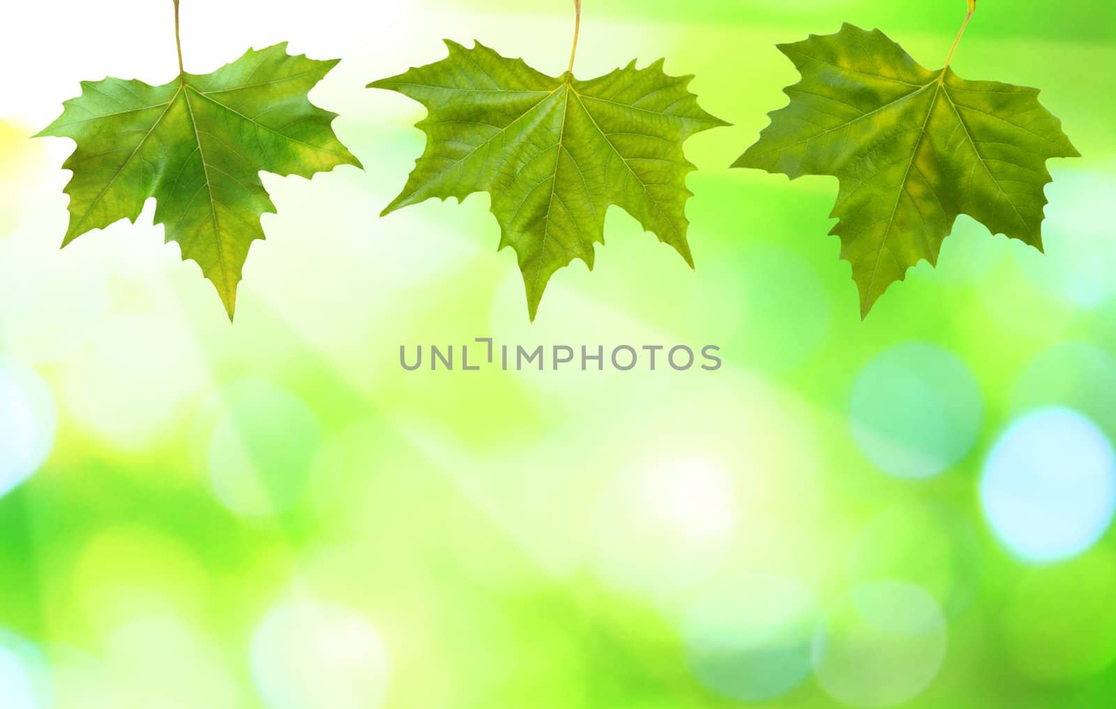 Beautiful green leaves with green background in spring