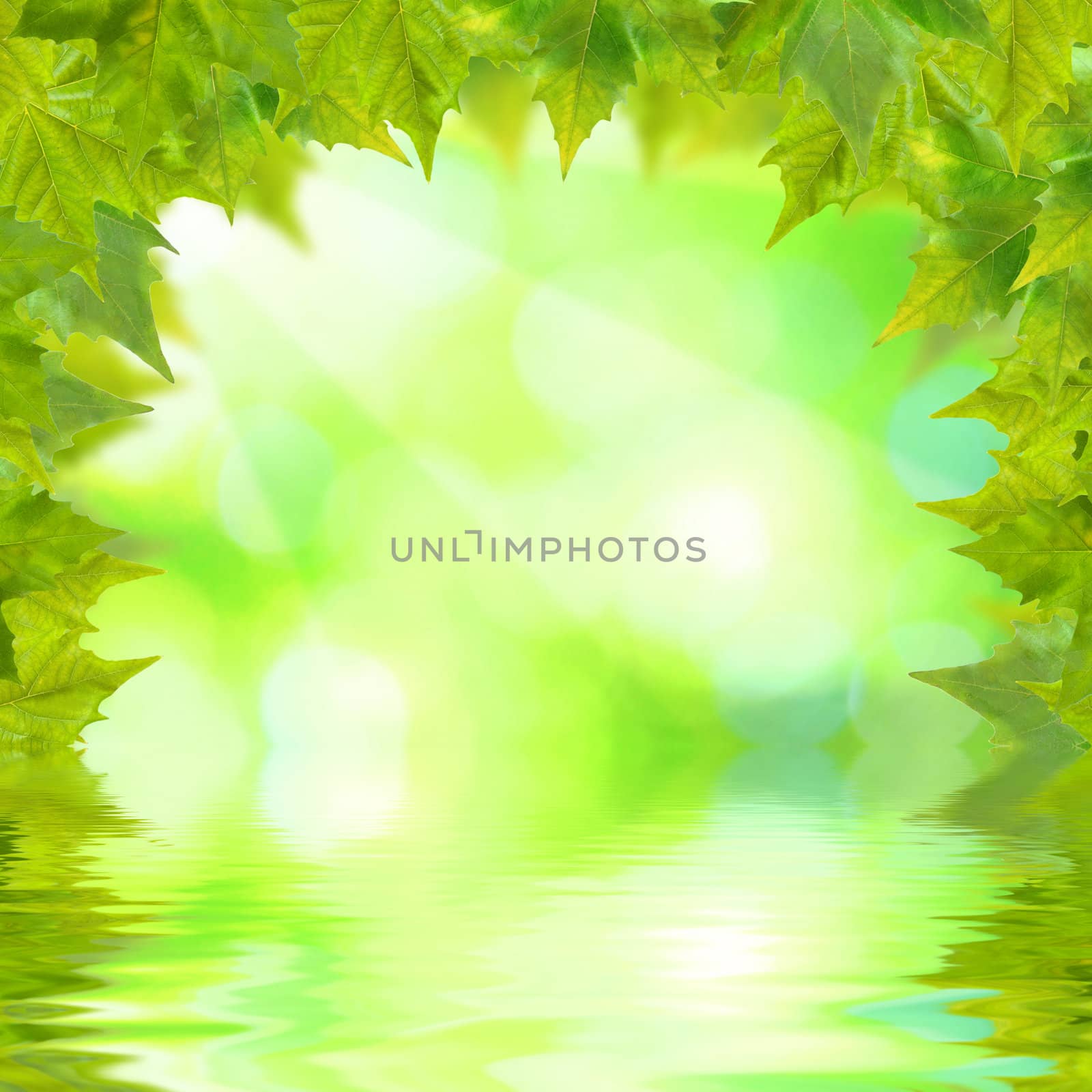Beautiful green leaves with green background and reflection in spring