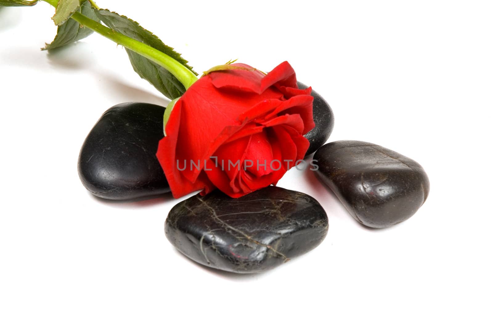 spa stones with red rose over white background  by ladyminnie