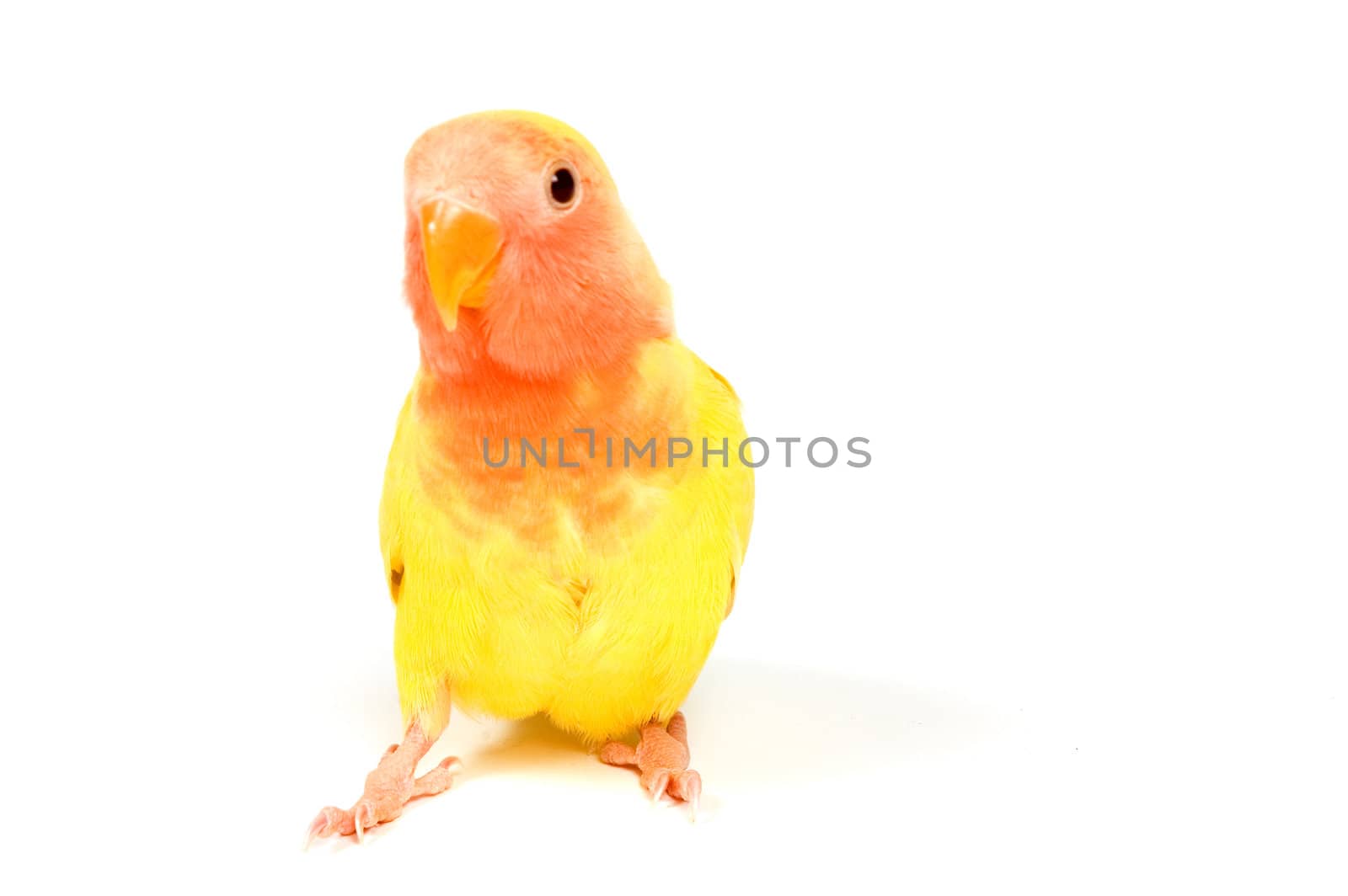 love bird in front of a white background