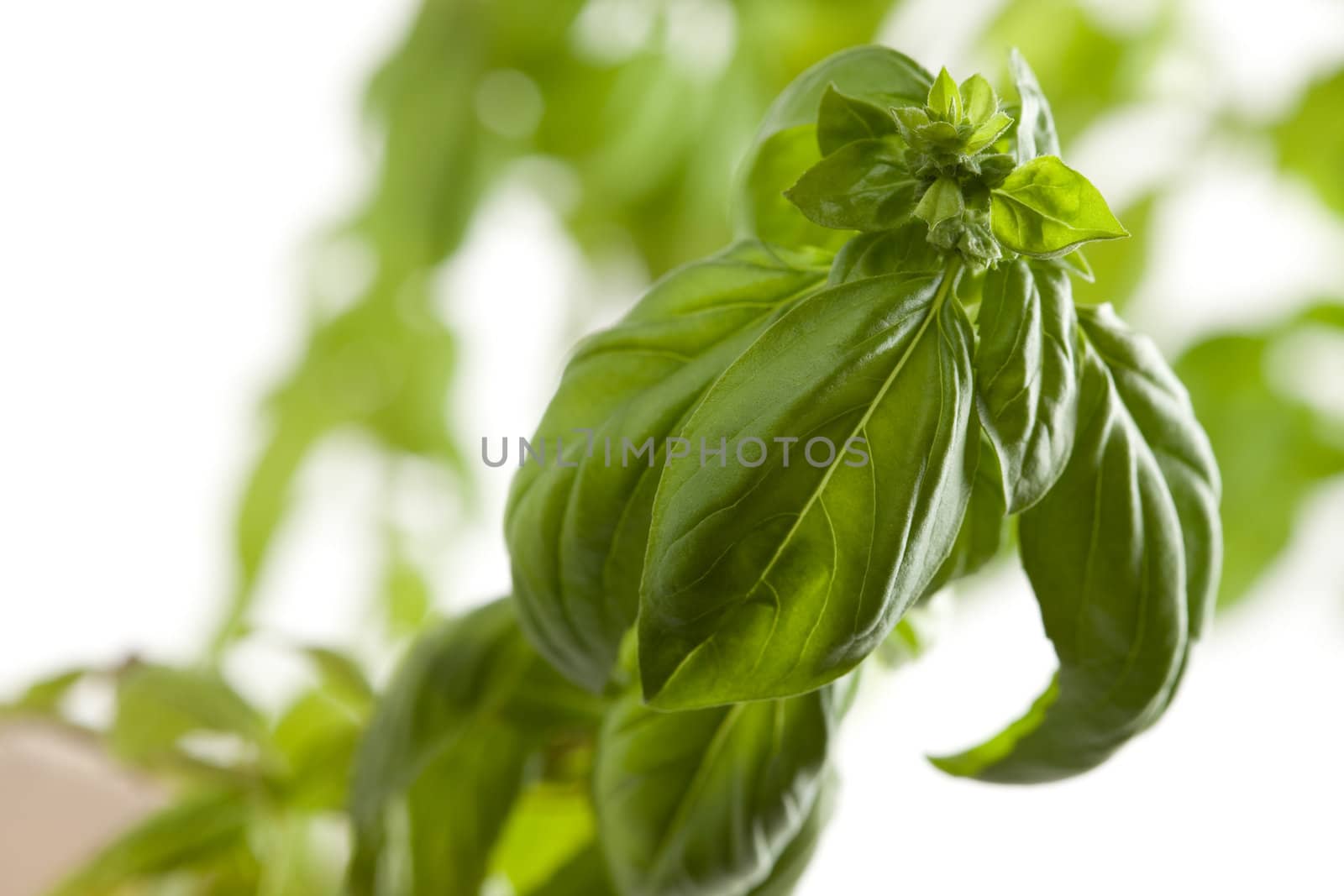 Fresh Basil Plant Leaves and Sprout Abstract Growing on the Vine.