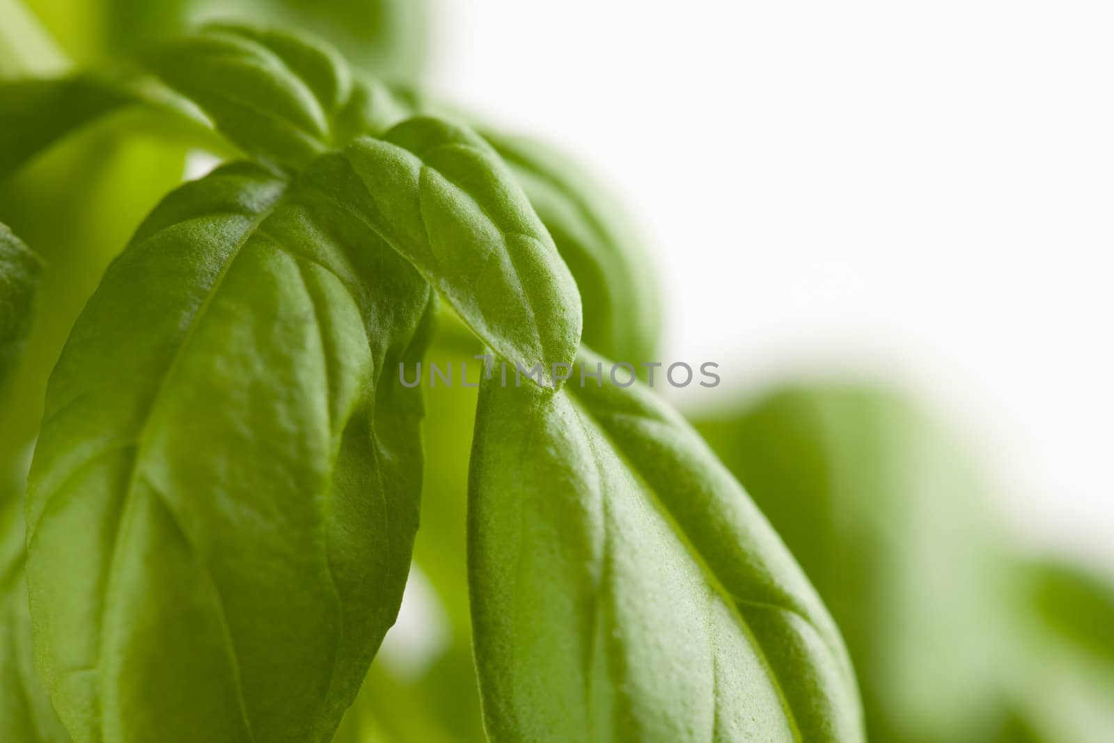Fresh Basil Plant Leaves Abstract Growing on the Vine.